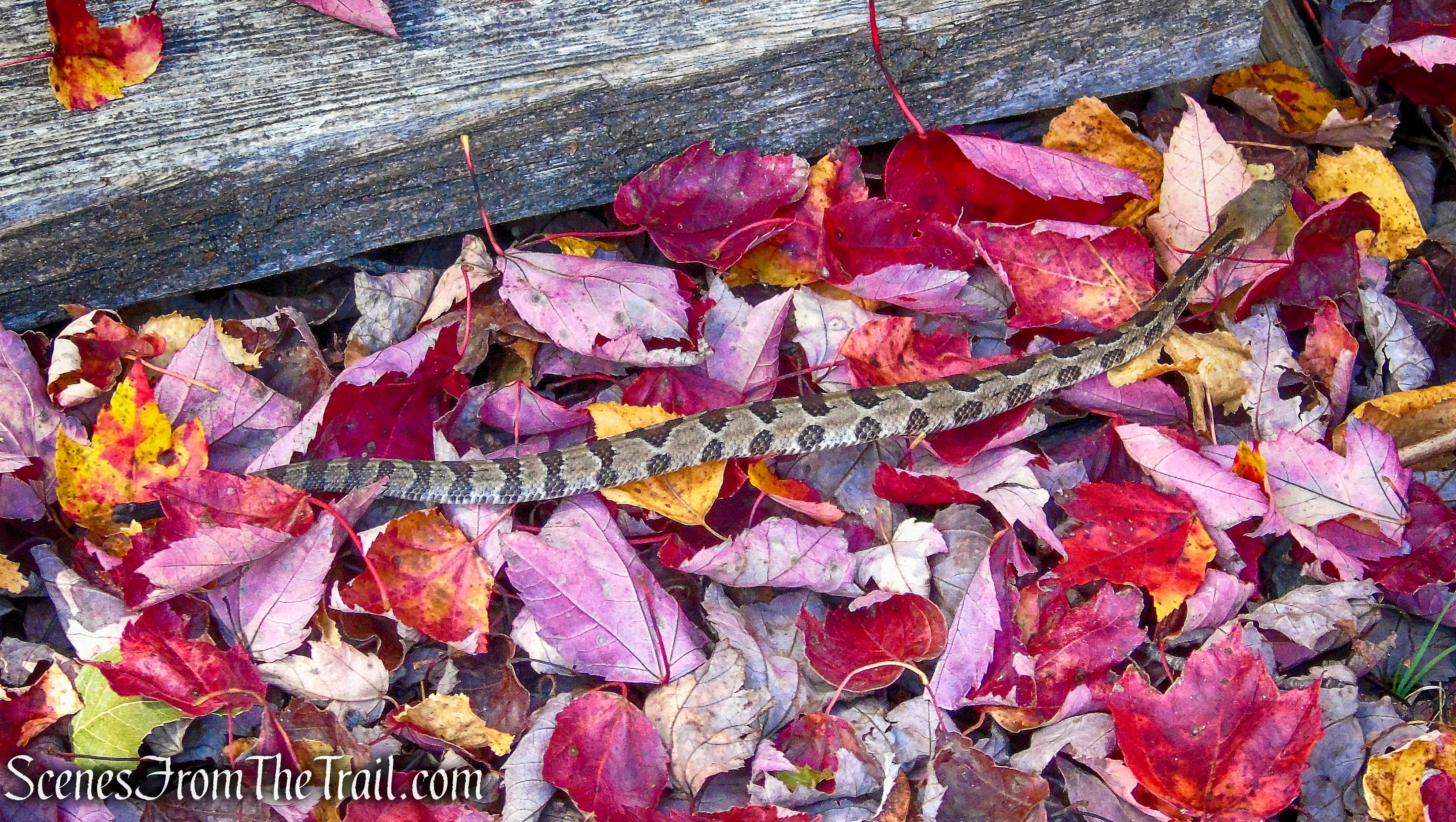 Timber Rattlesnake - Lake Awosting Carriage Road - Minnewaska State Park Preserve