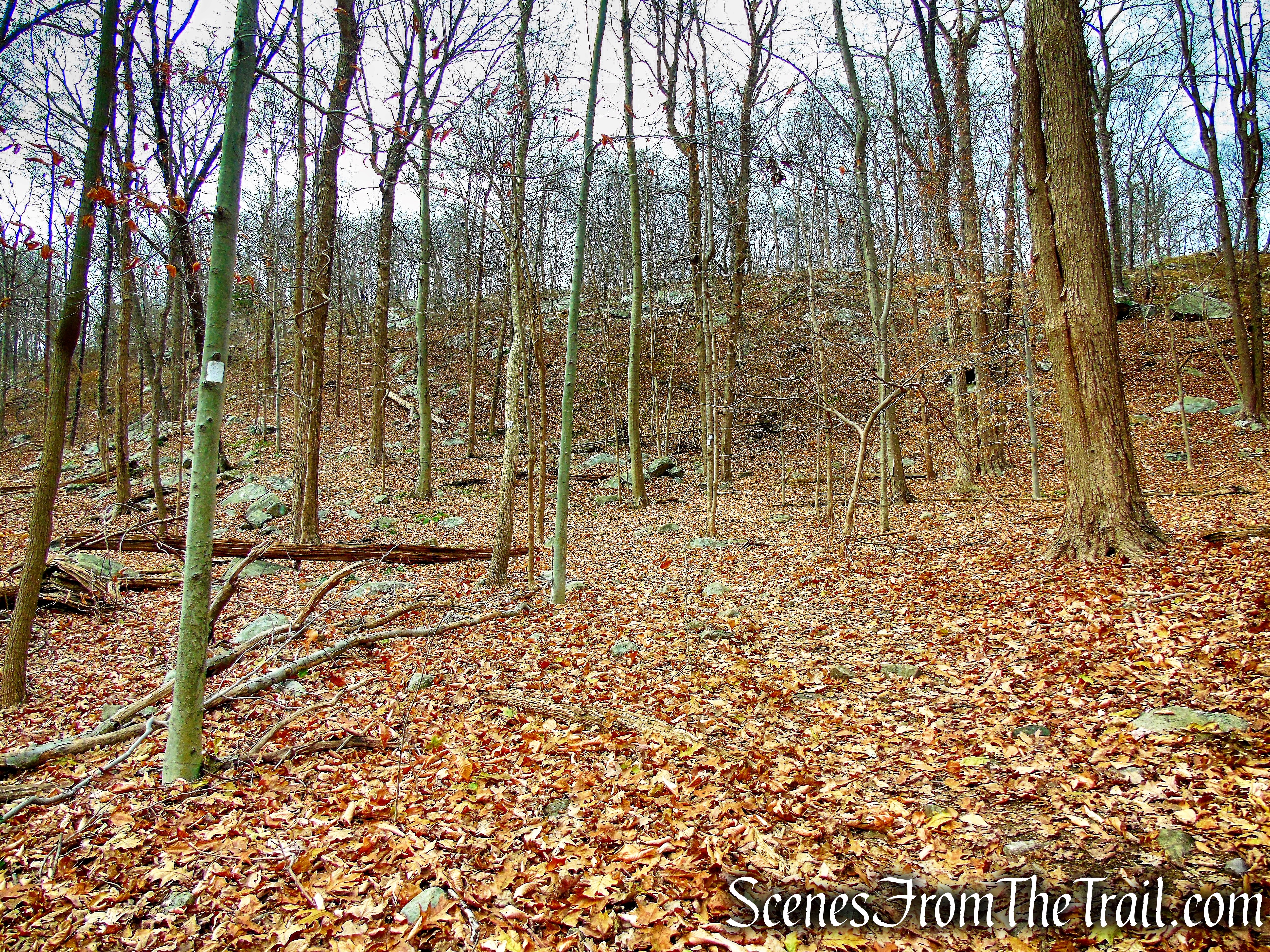White Trail - Silas Condict County Park
