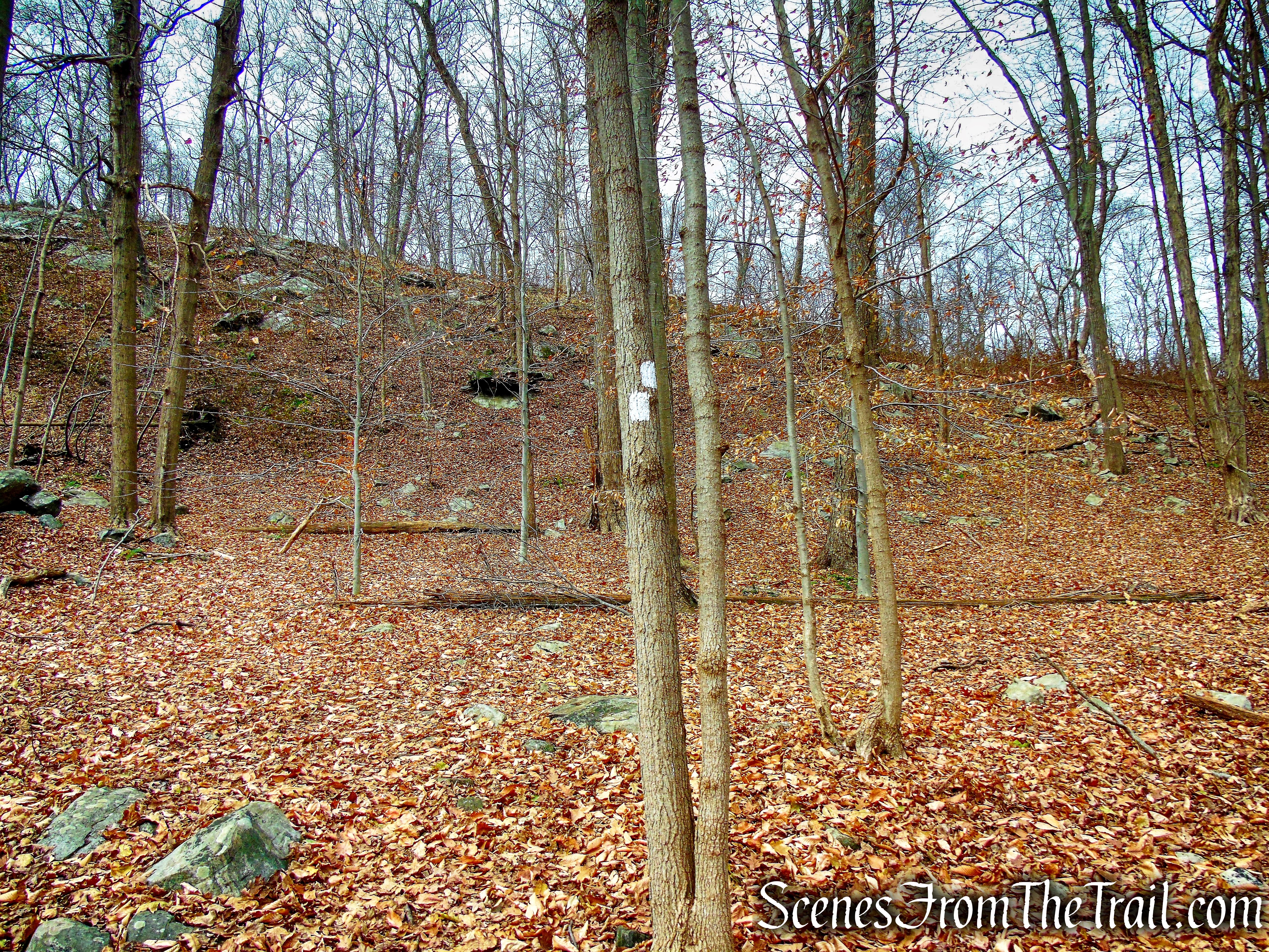 White Trail - Silas Condict County Park