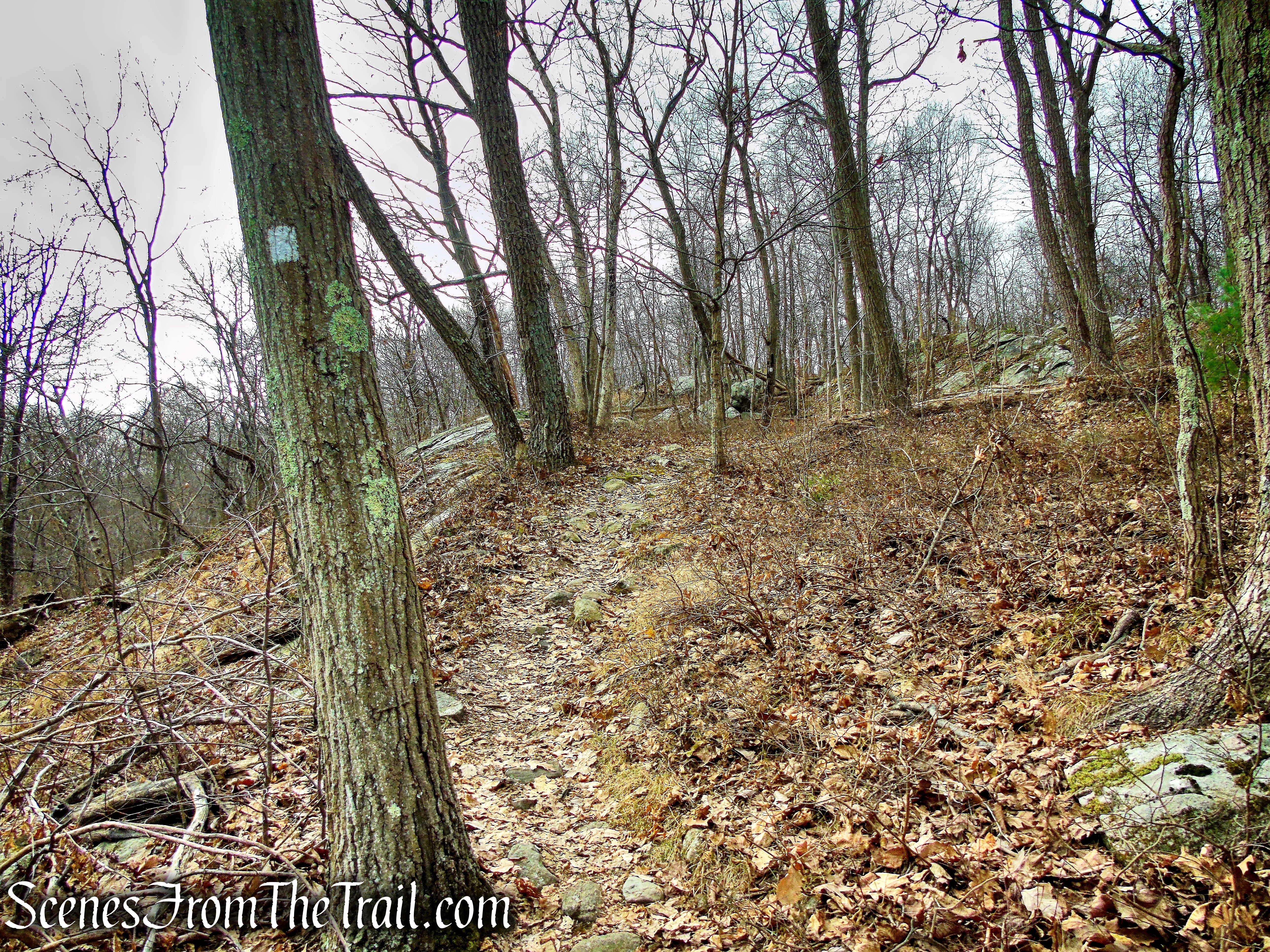 White Trail - Silas Condict County Park
