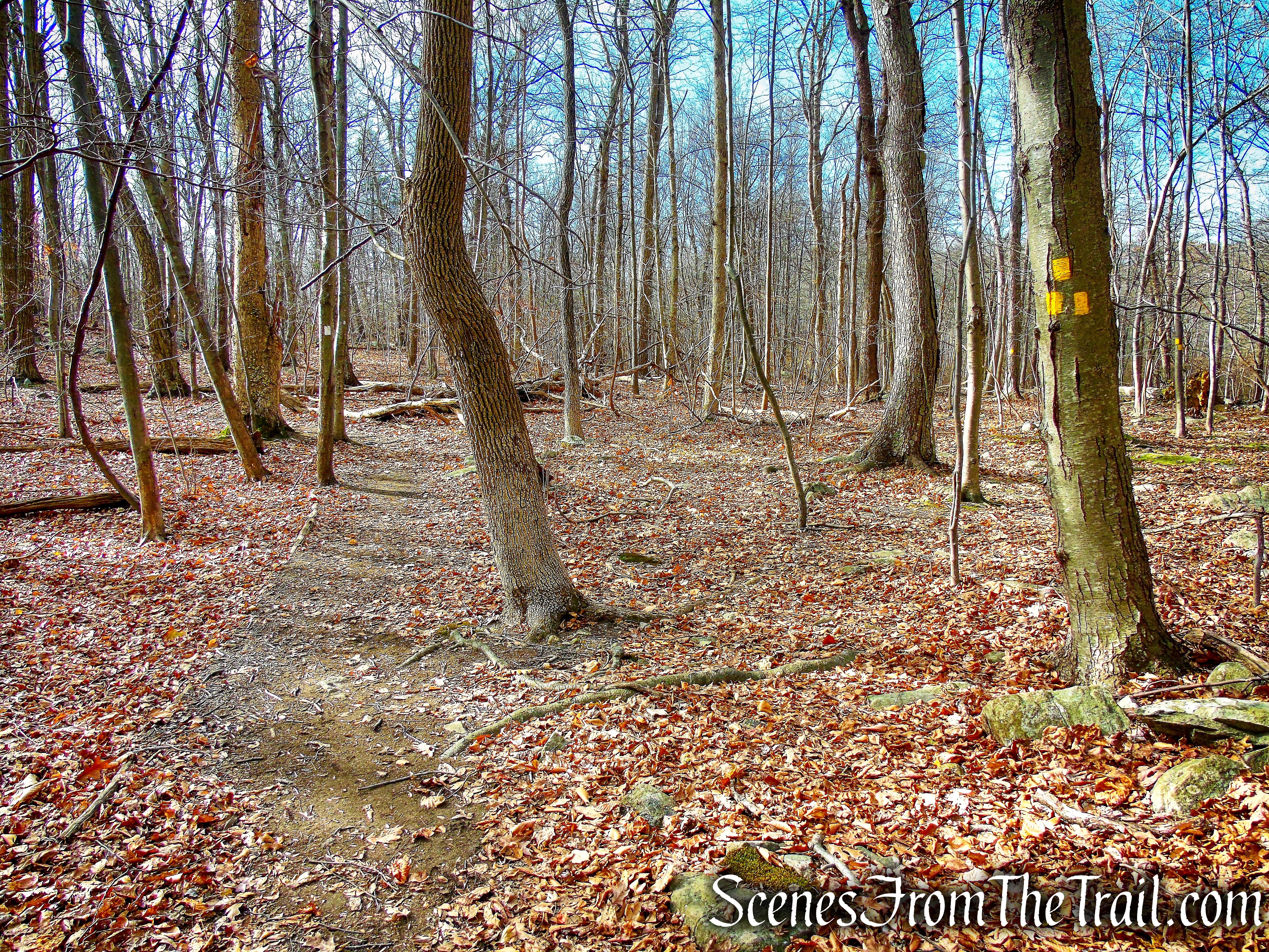 White Trail - Silas Condict County Park