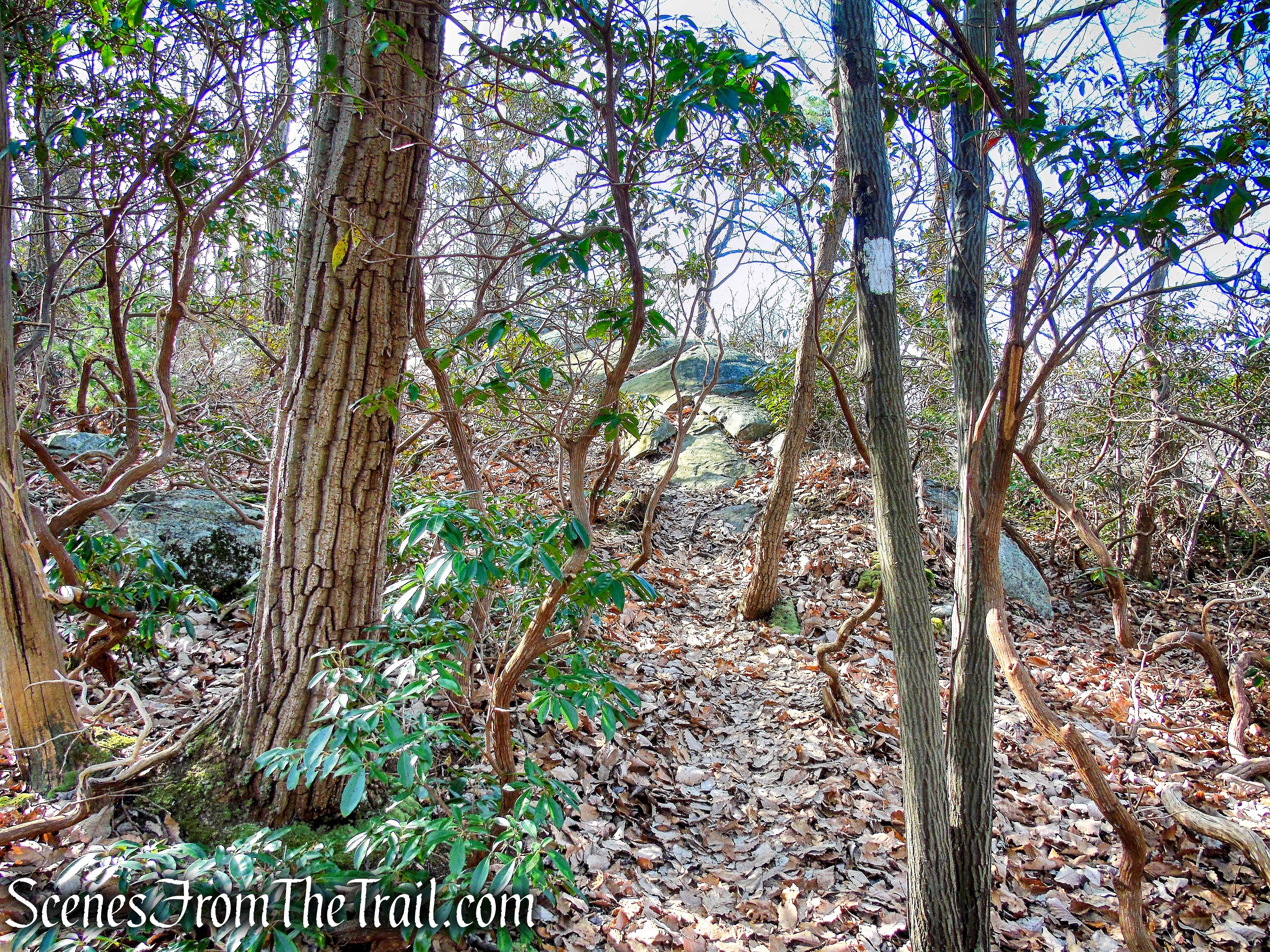 White Trail - Silas Condict County Park