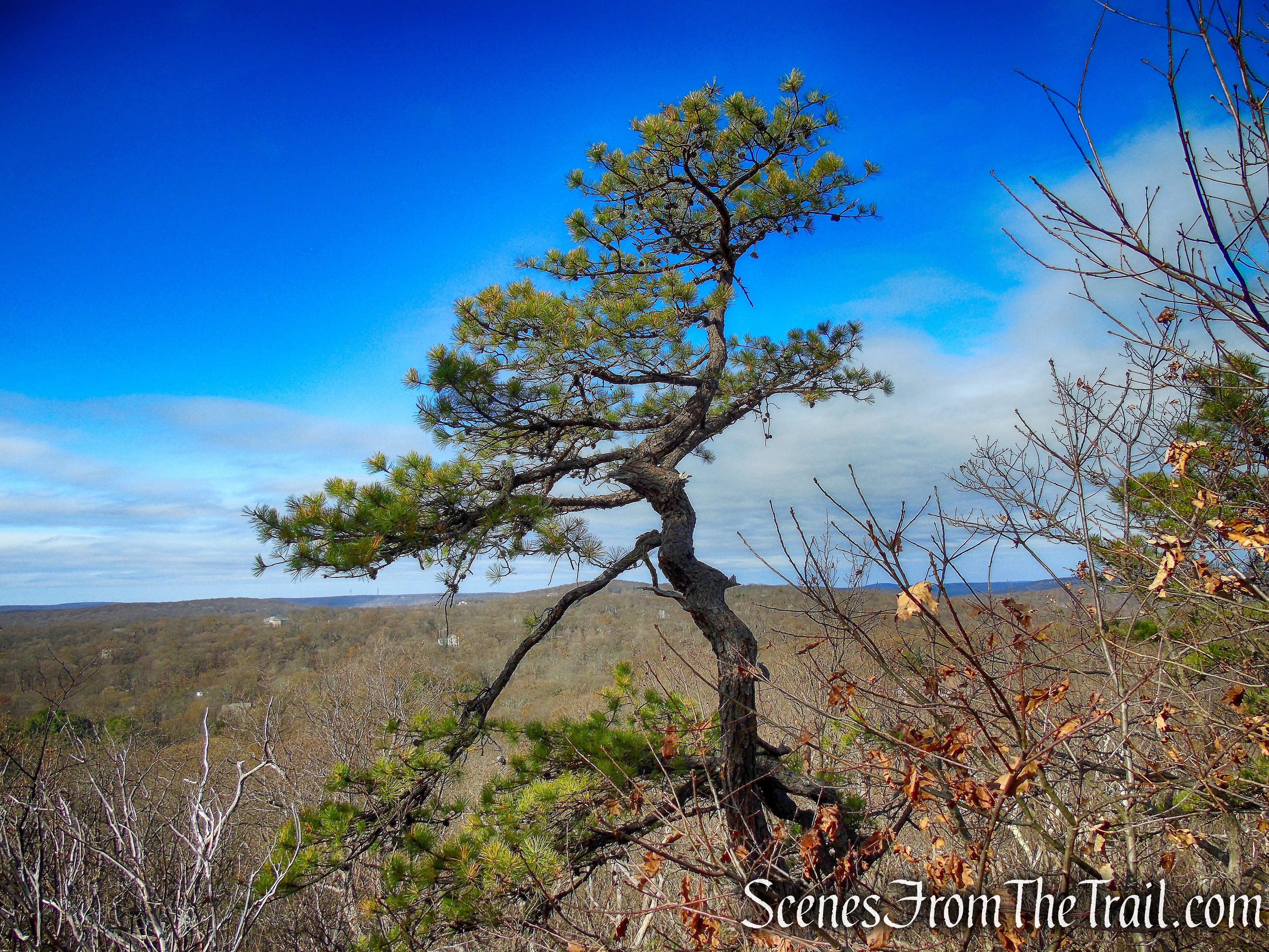 White Trail - Silas Condict County Park