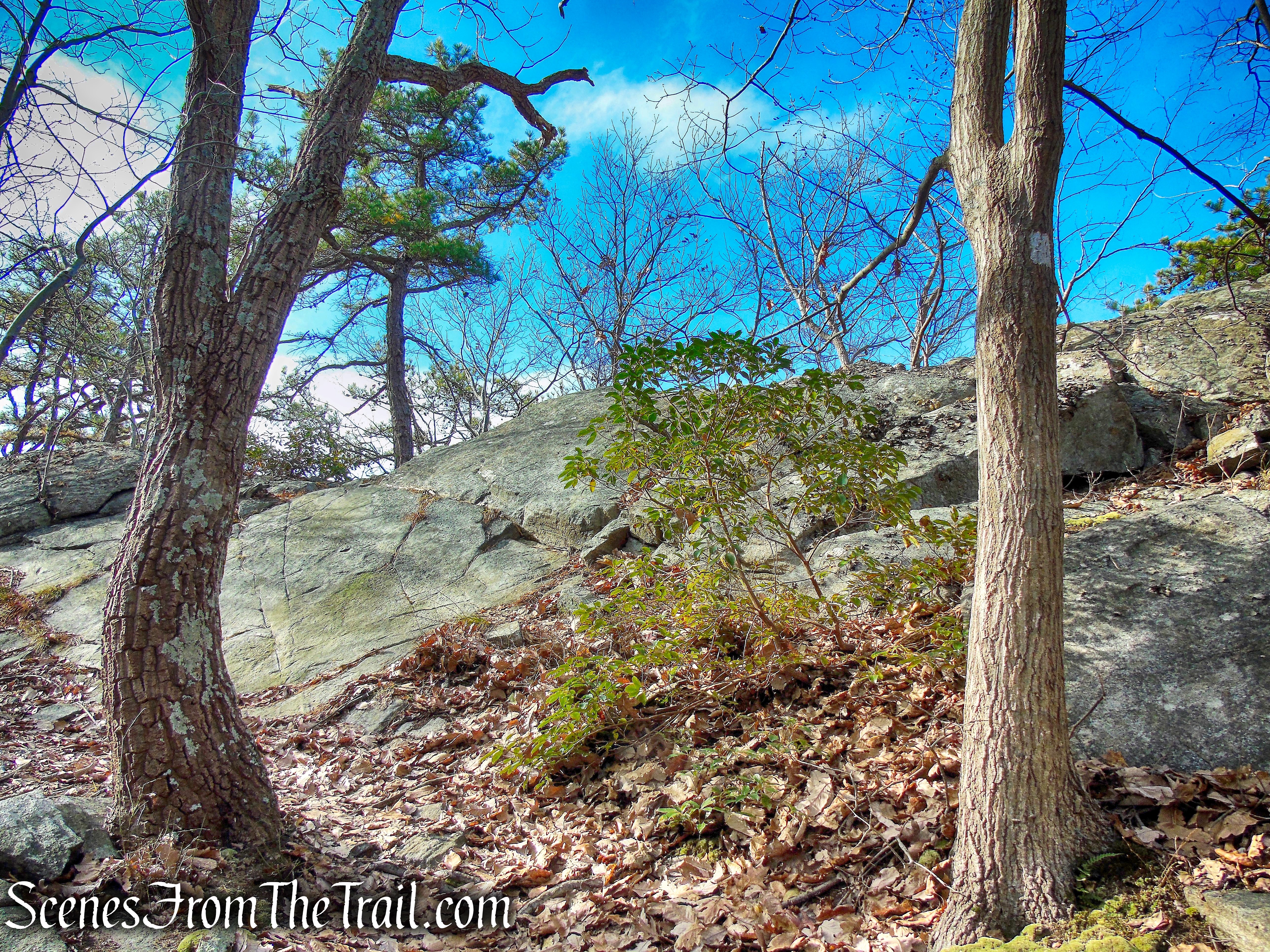 White Trail - Silas Condict County Park
