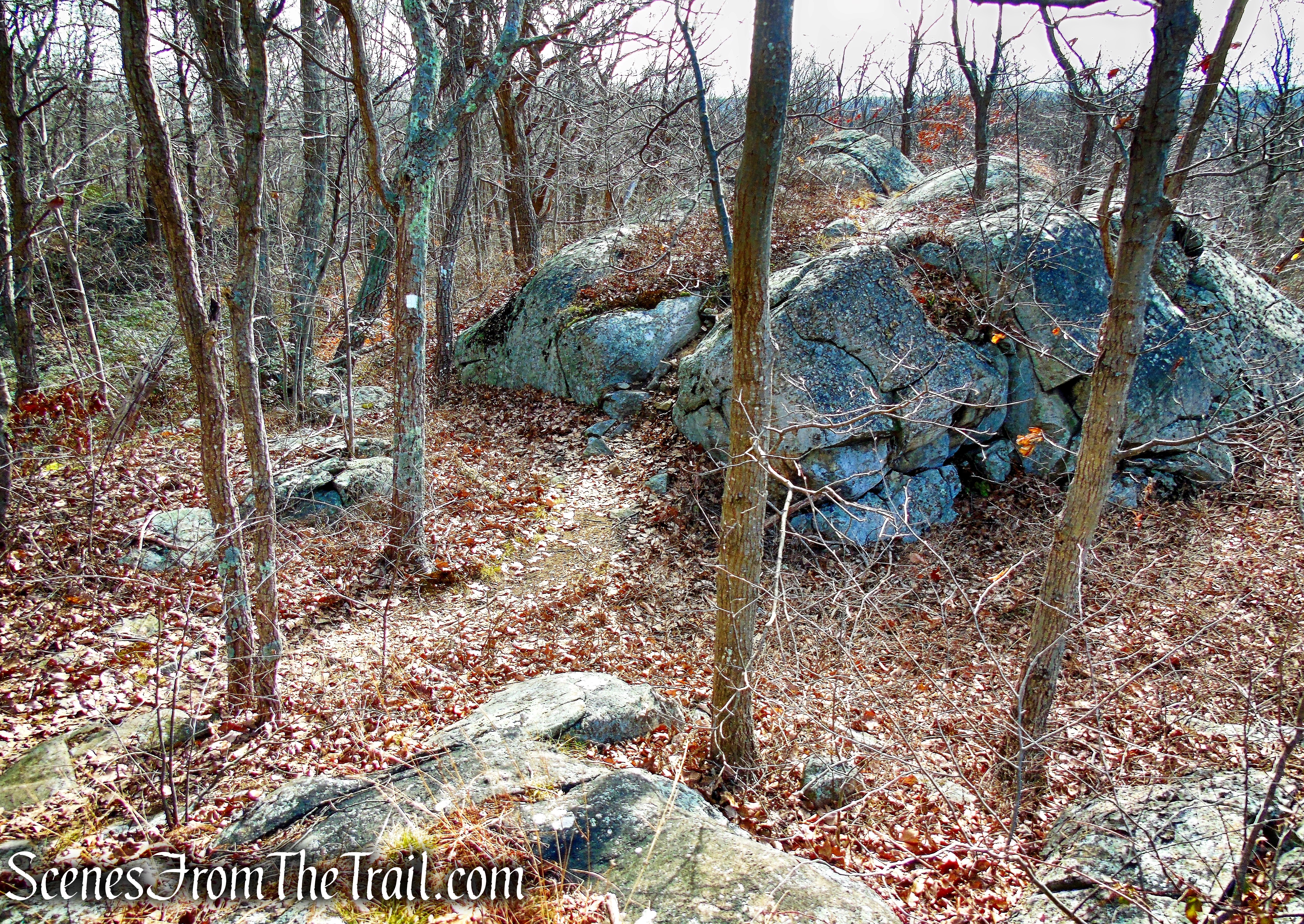 White Trail - Silas Condict County Park