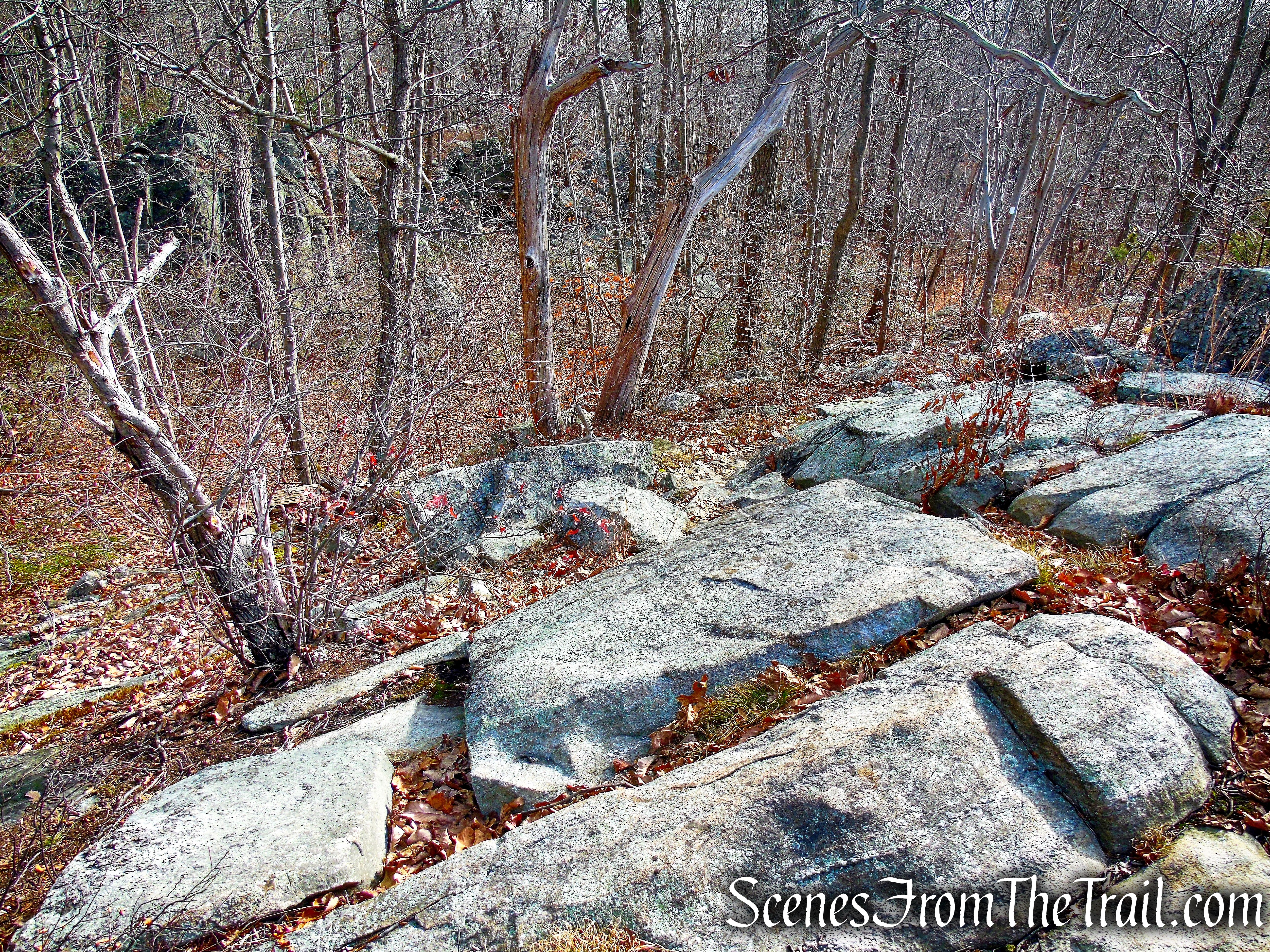 White Trail - Silas Condict County Park