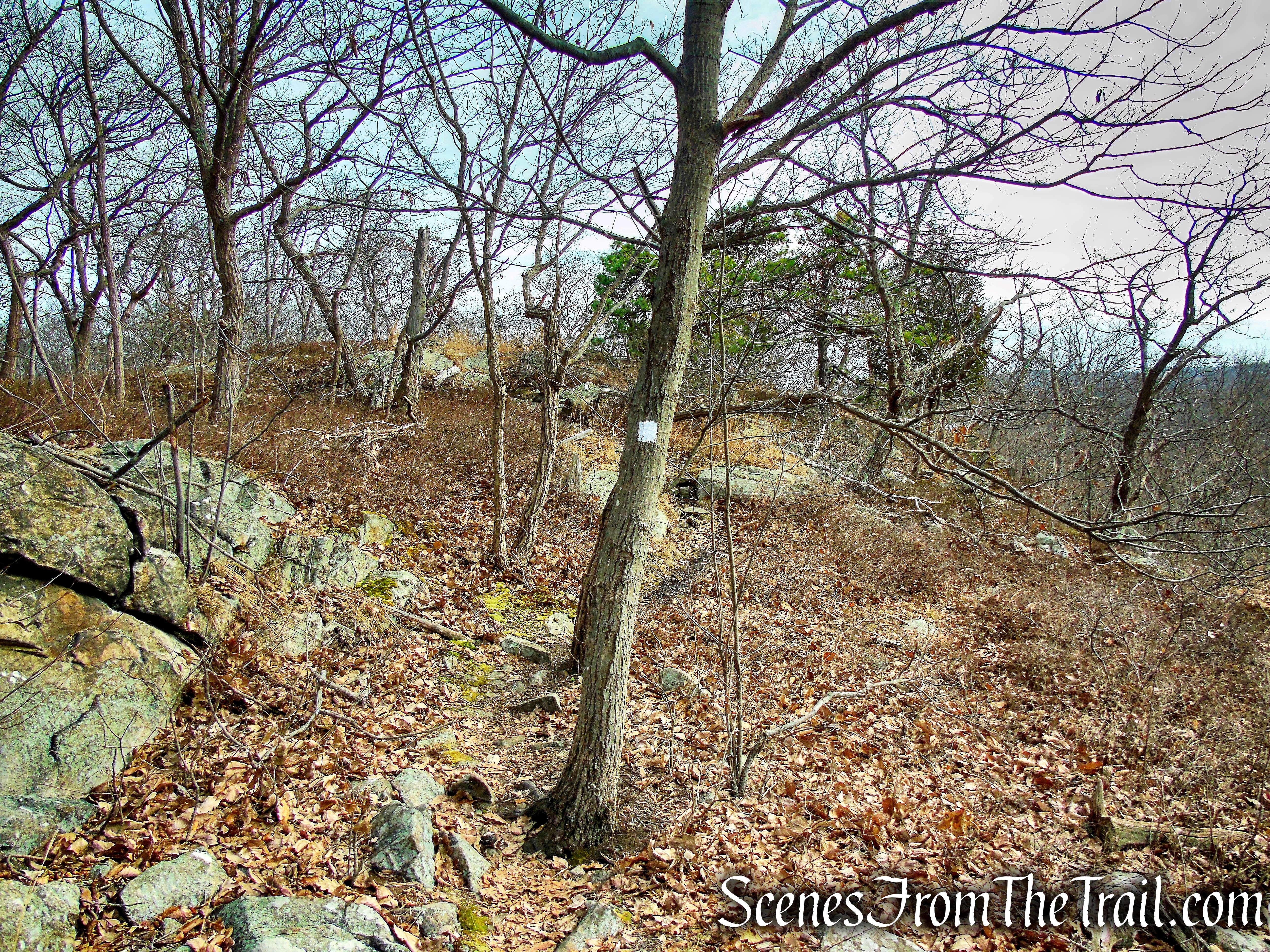 White Trail - Silas Condict County Park