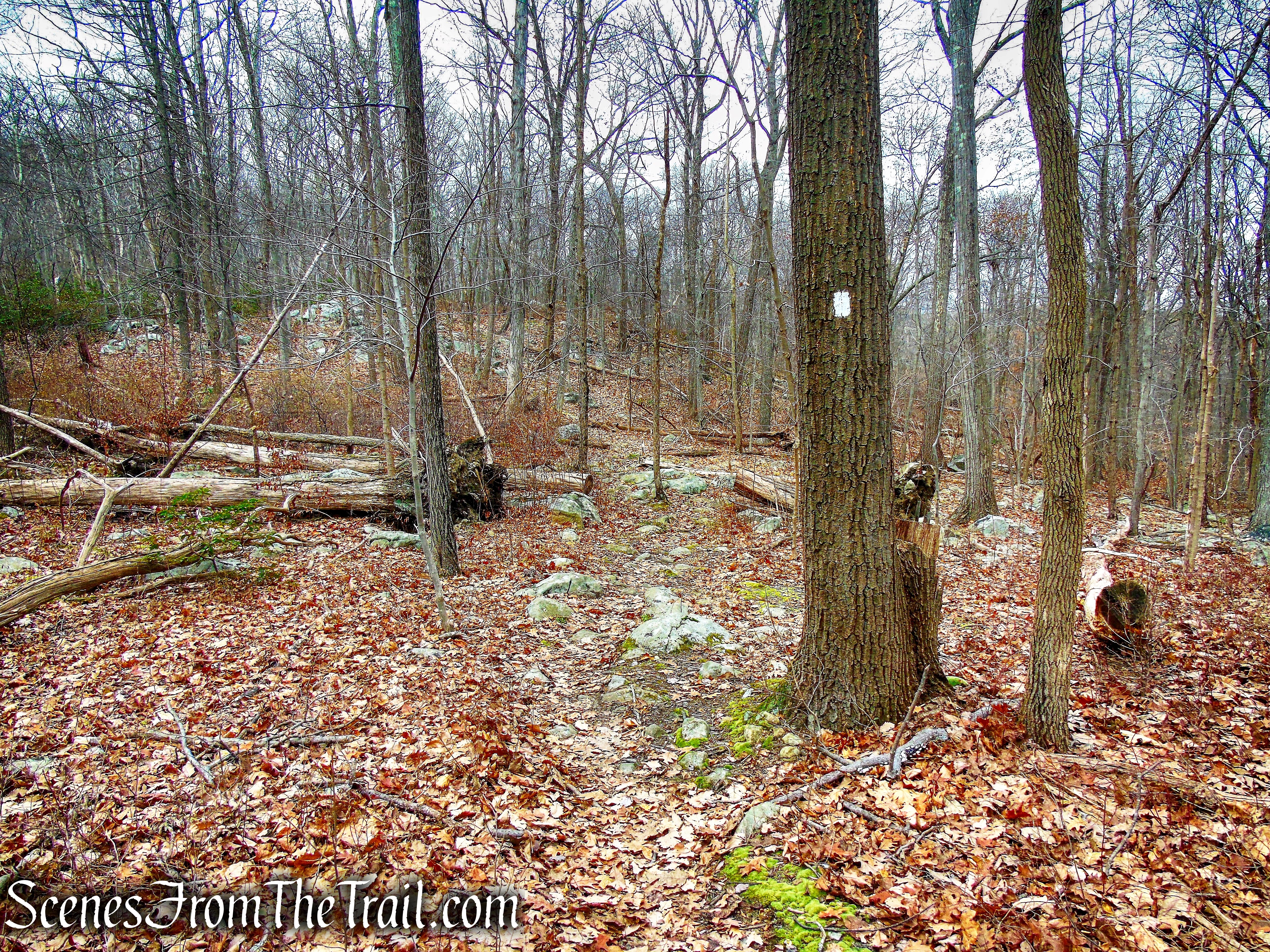 White Trail - Silas Condict County Park