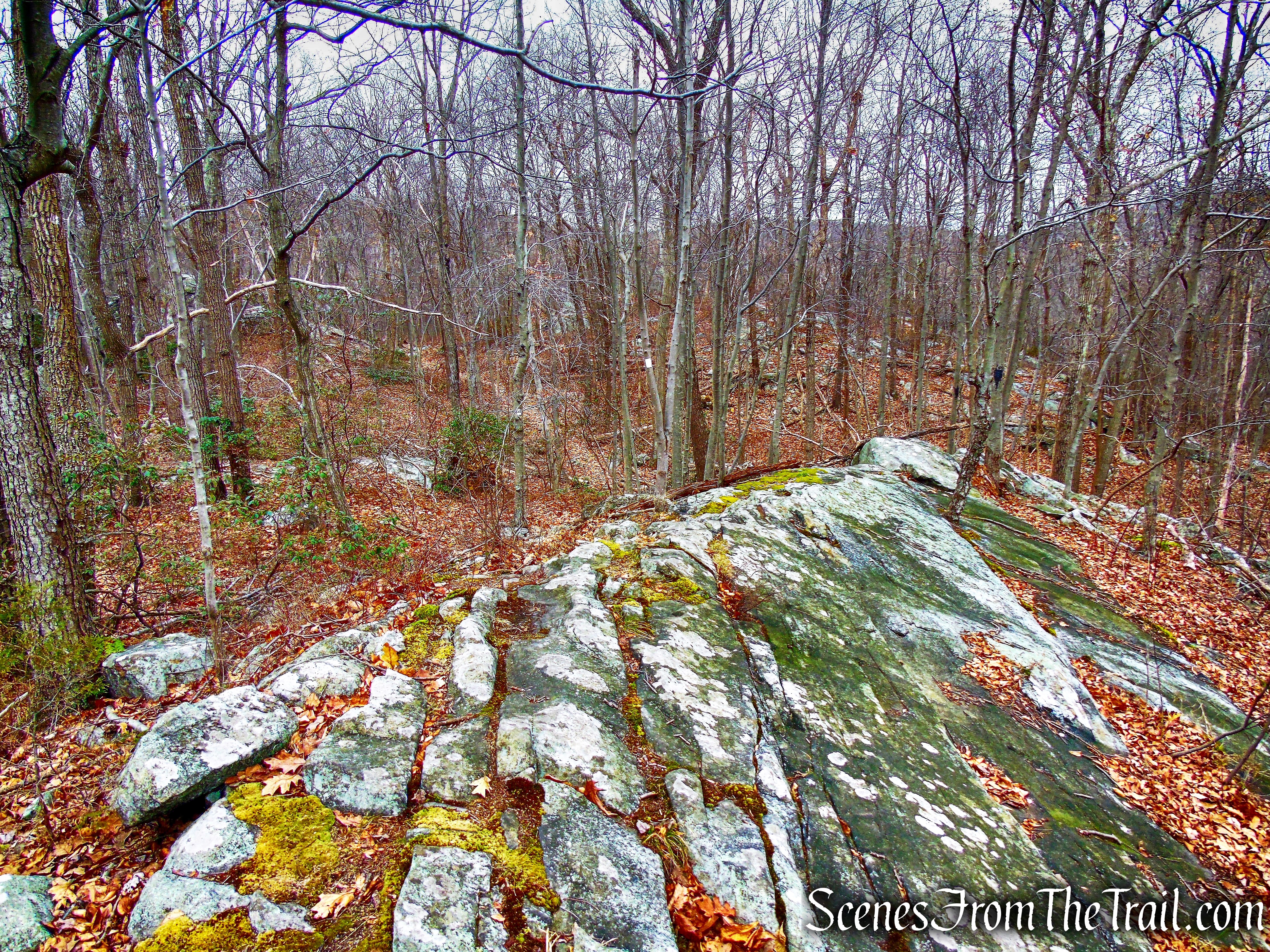 White Trail - Silas Condict County Park