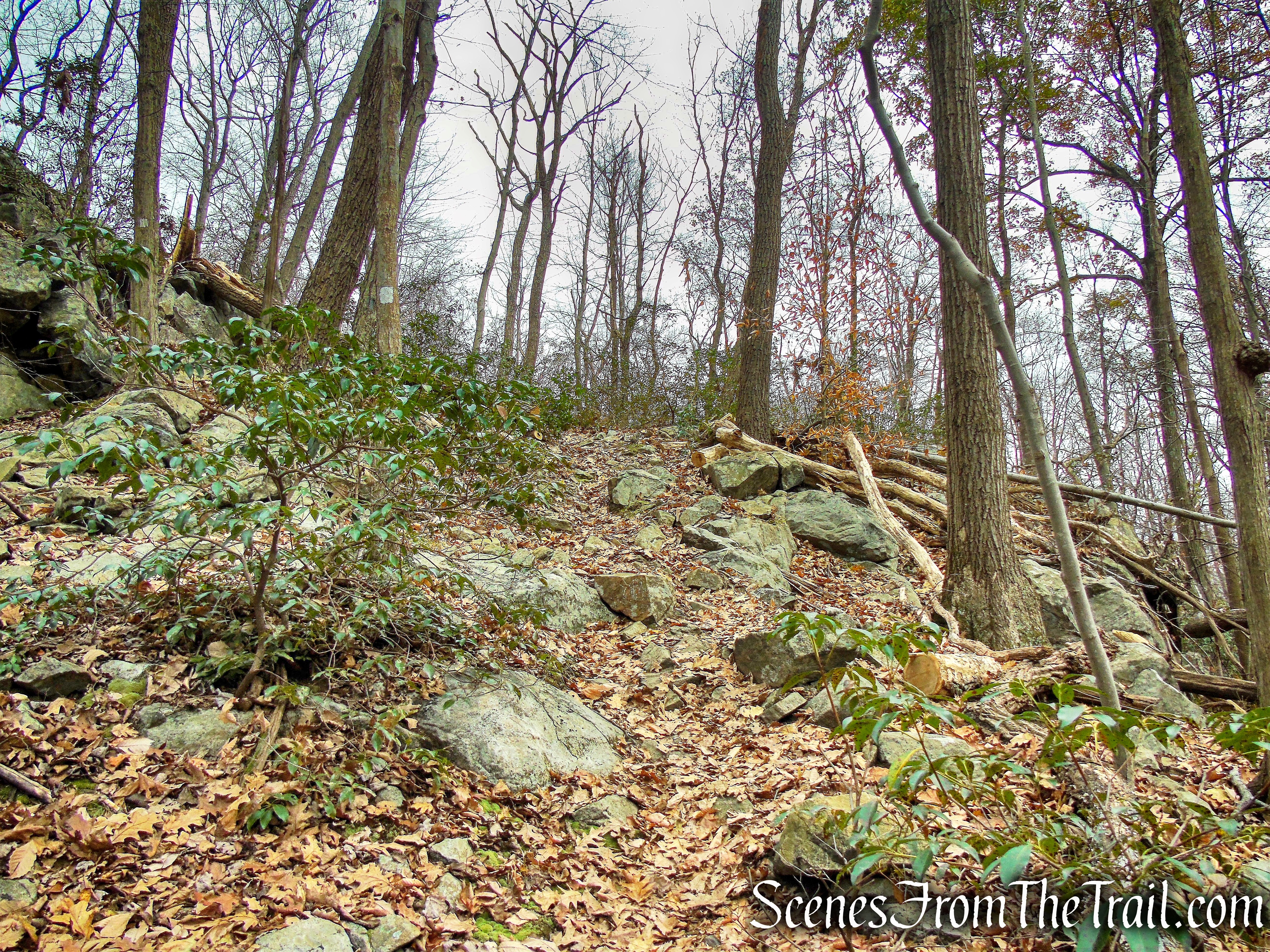 White Trail - Silas Condict County Park
