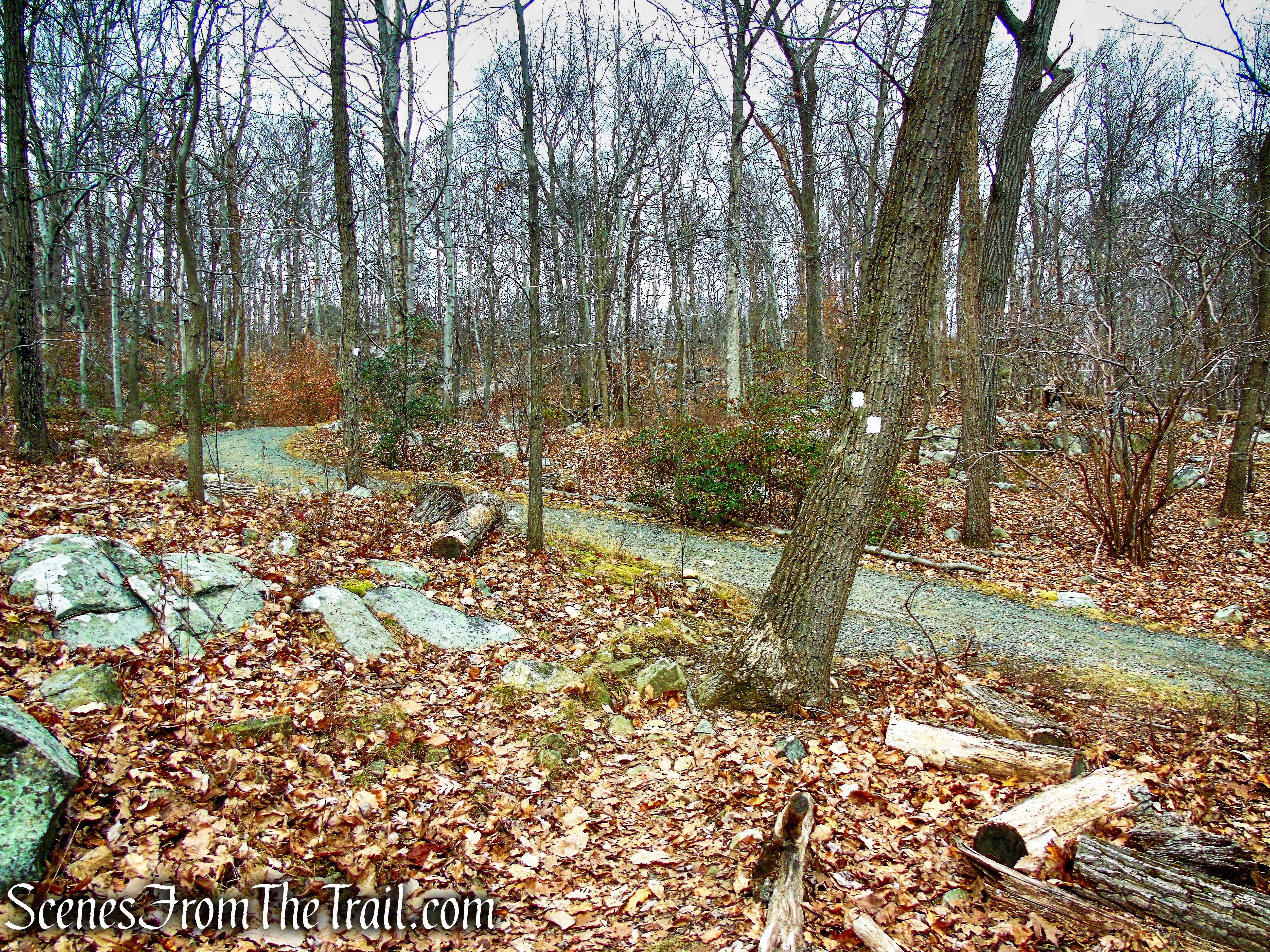 White Trail - Silas Condict County Park