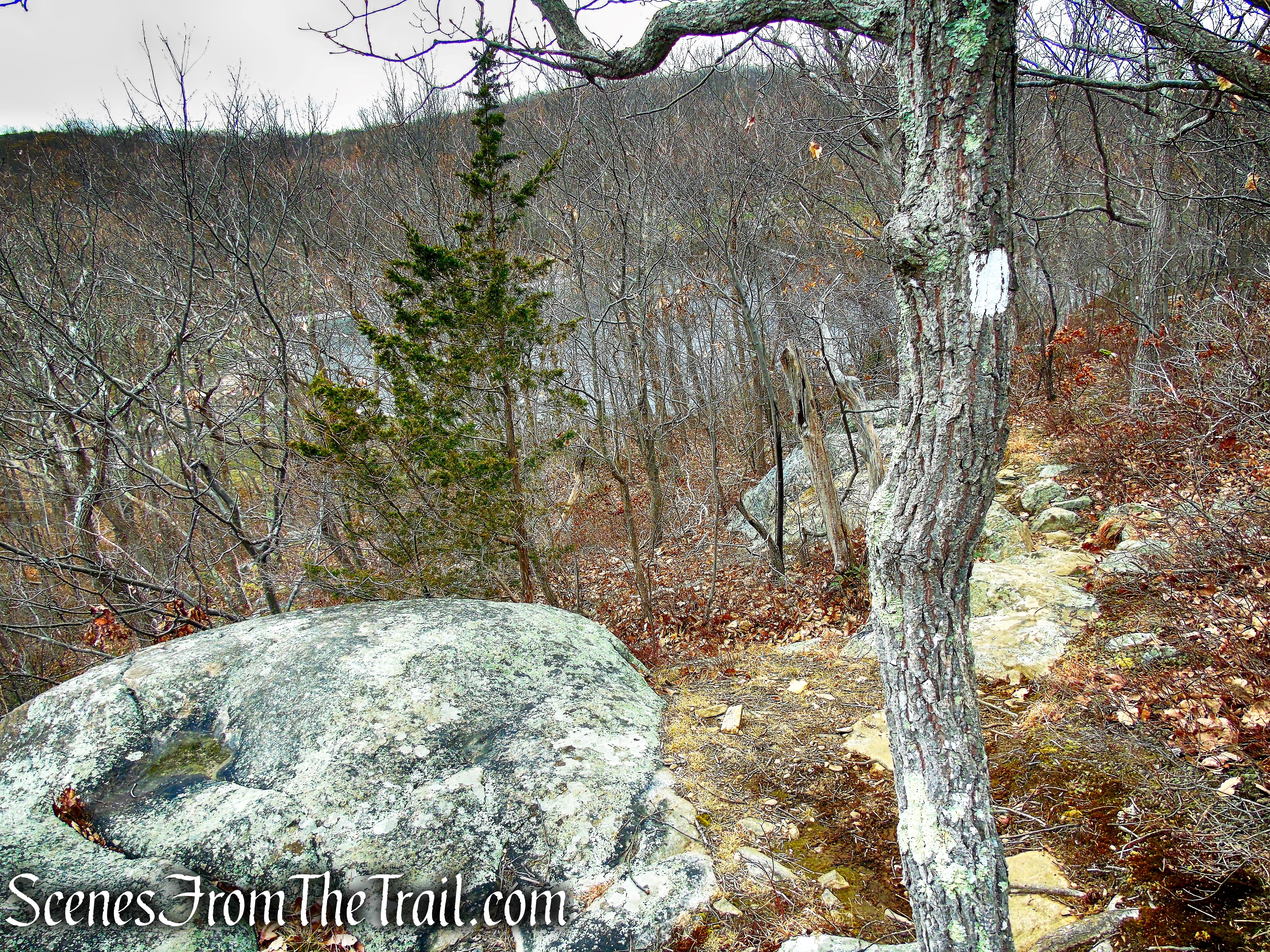 White Trail - Silas Condict County Park