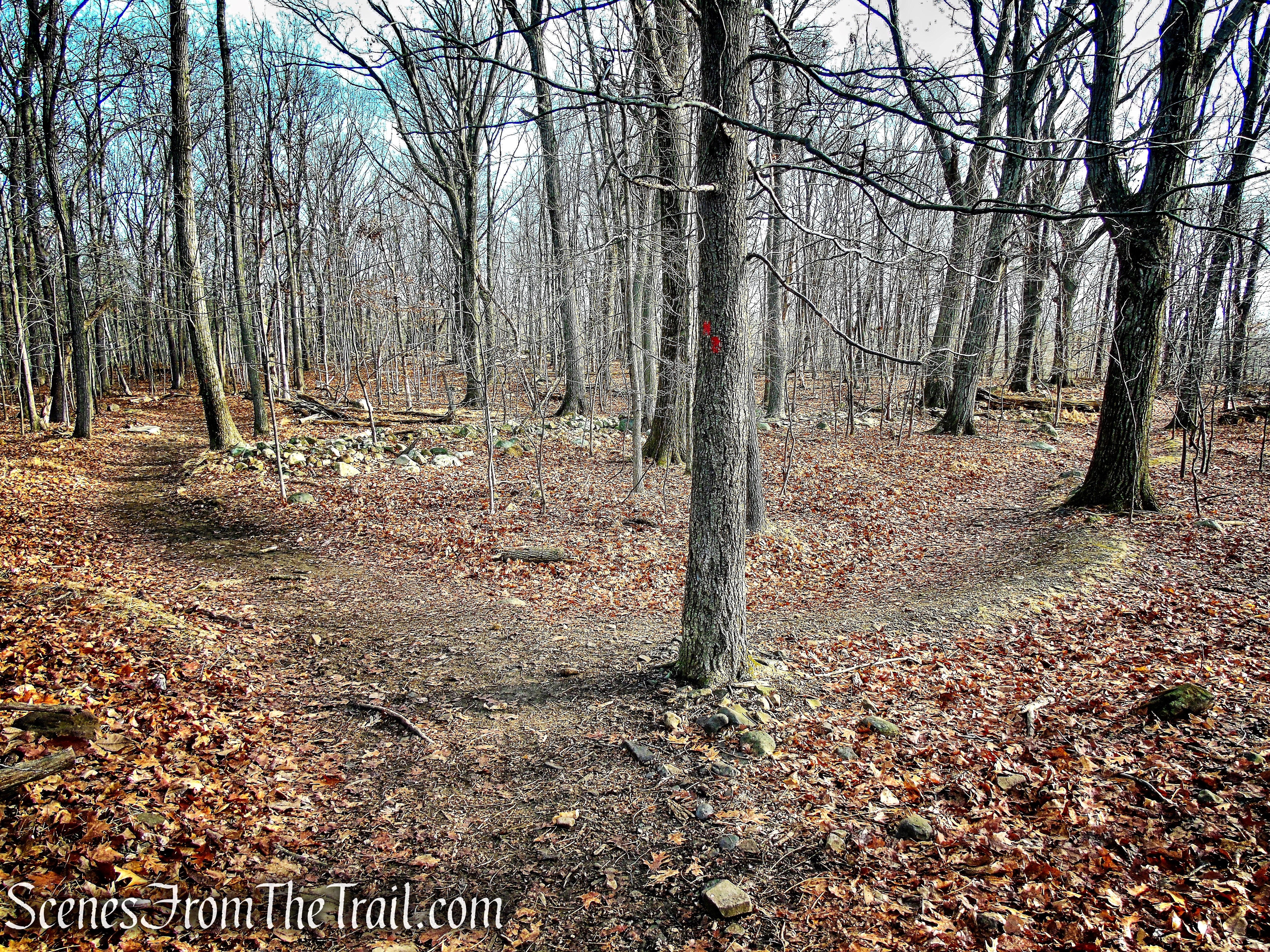 bear left on Woodland Trail - High Mountain Park Preserve