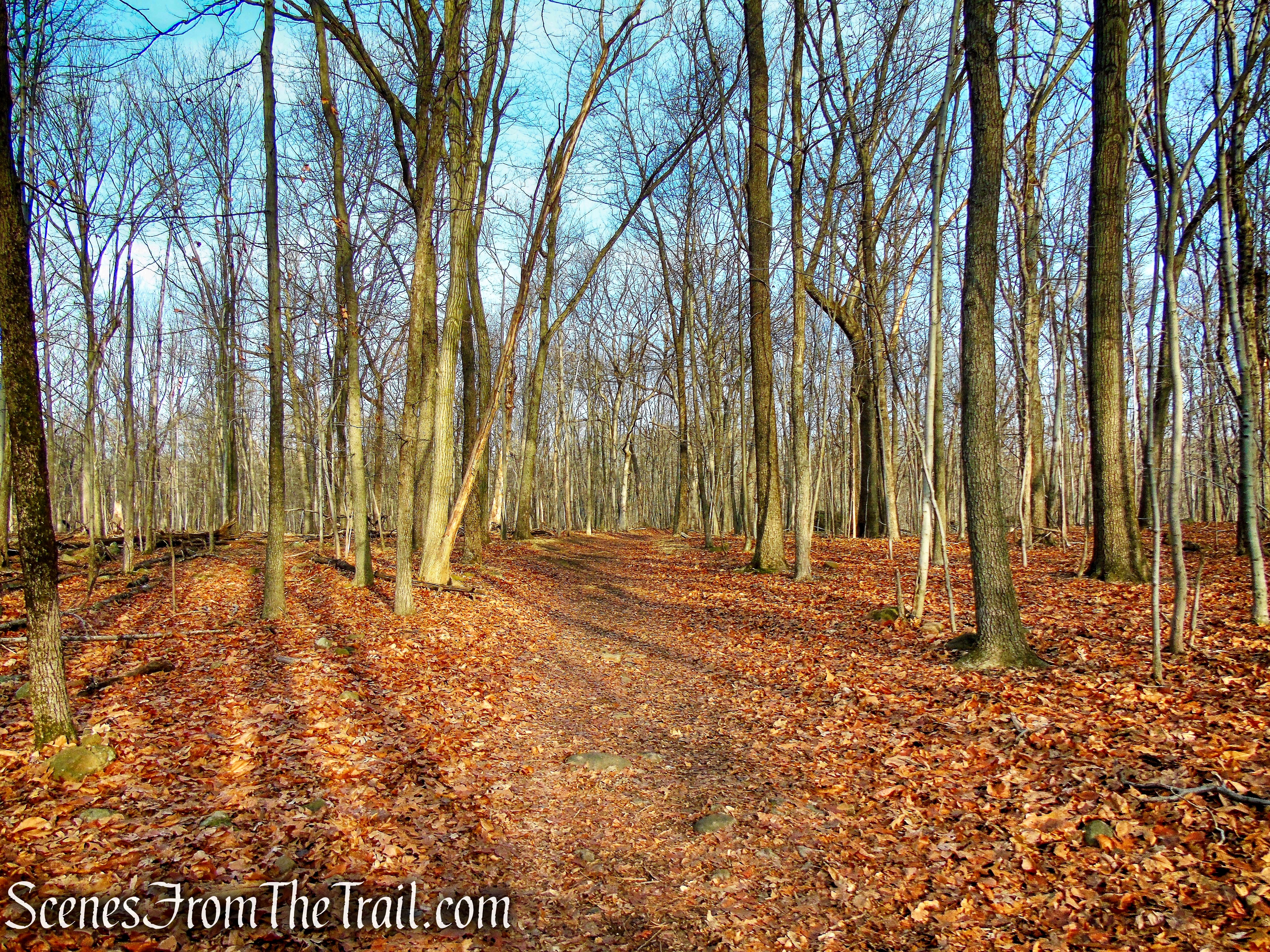 Woodland Trail - High Mountain Park Preserve