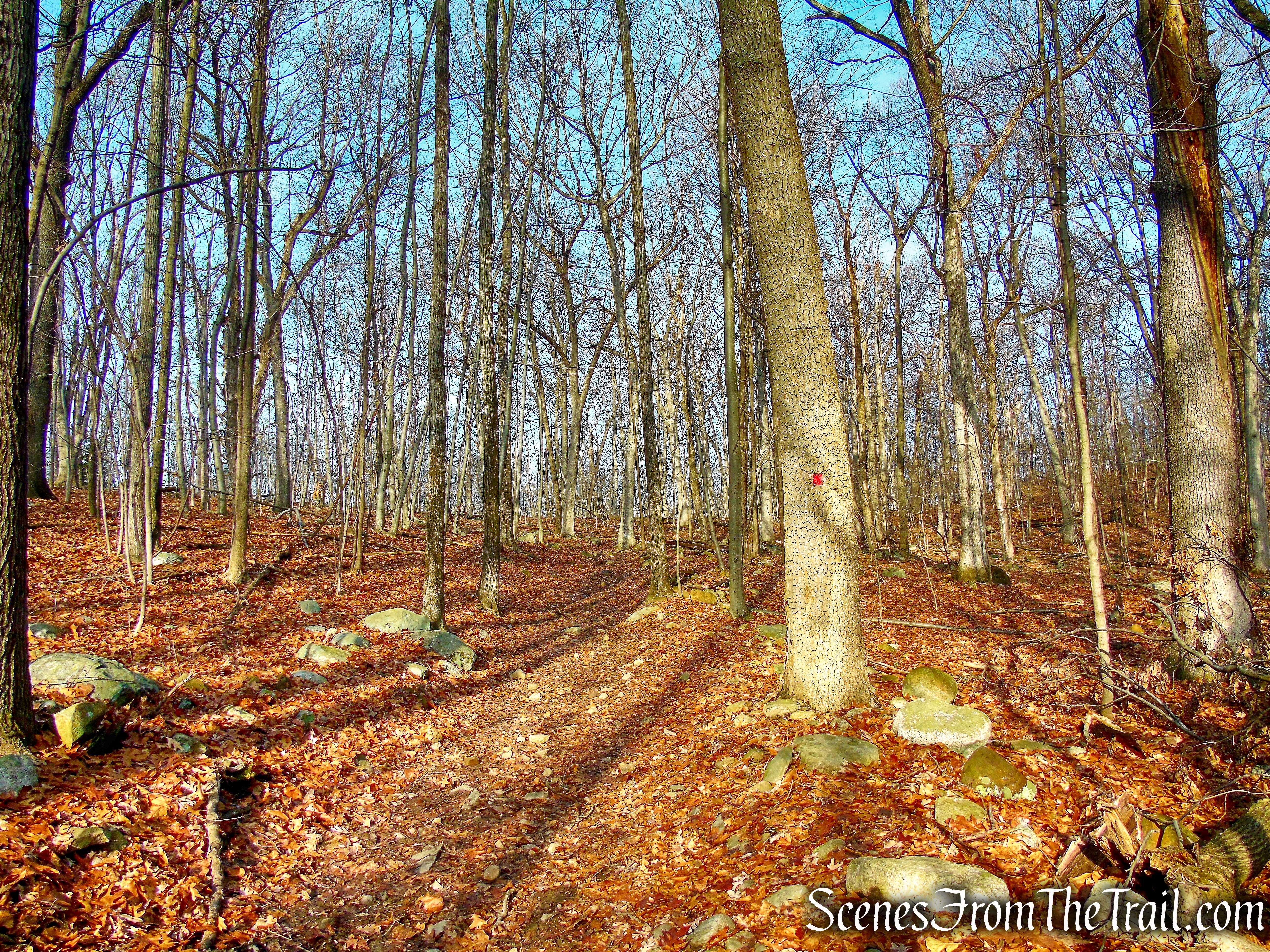 Woodland Trail - High Mountain Park Preserve