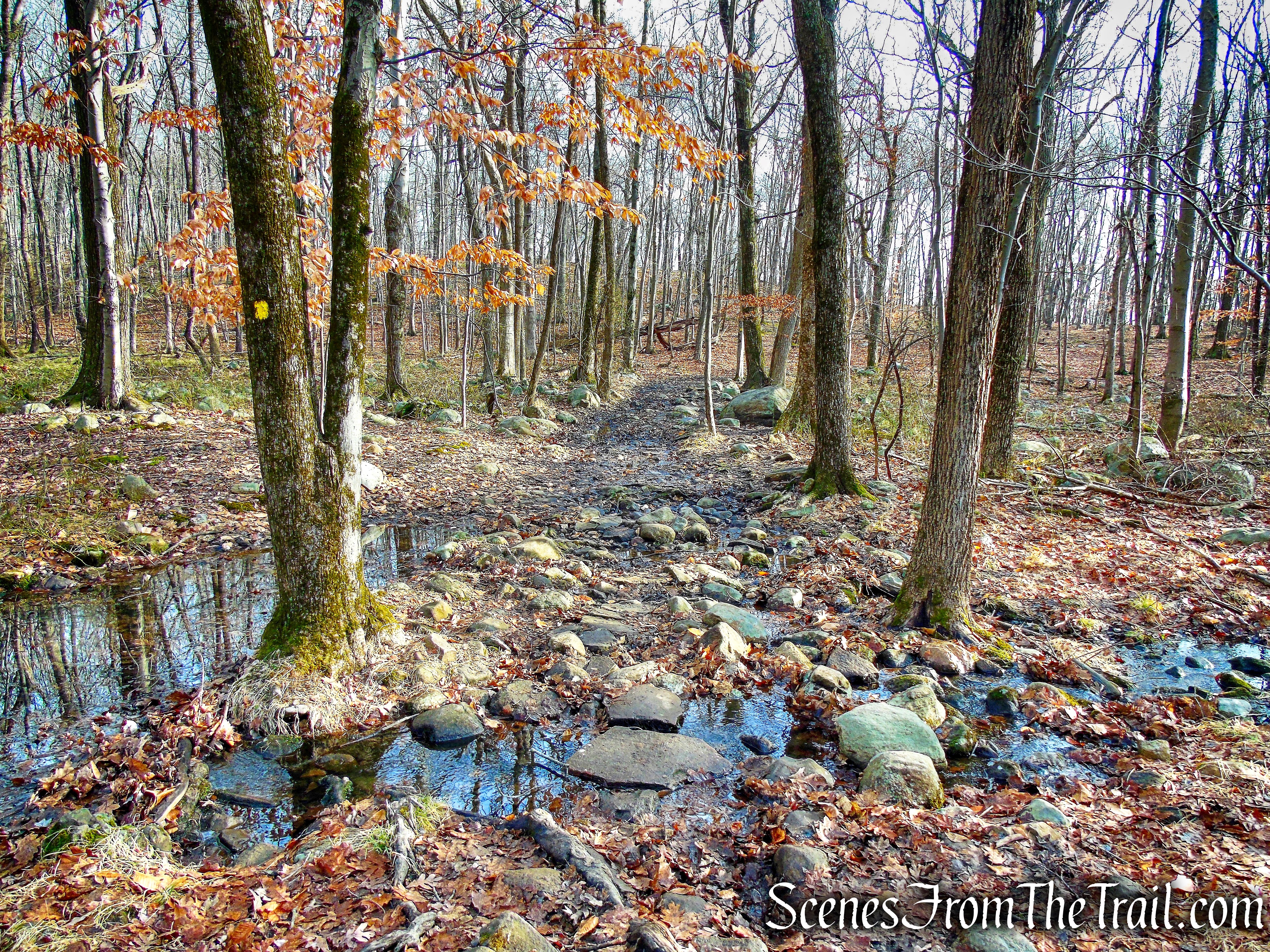 Summit Trail - High Mountain Park Preserve
