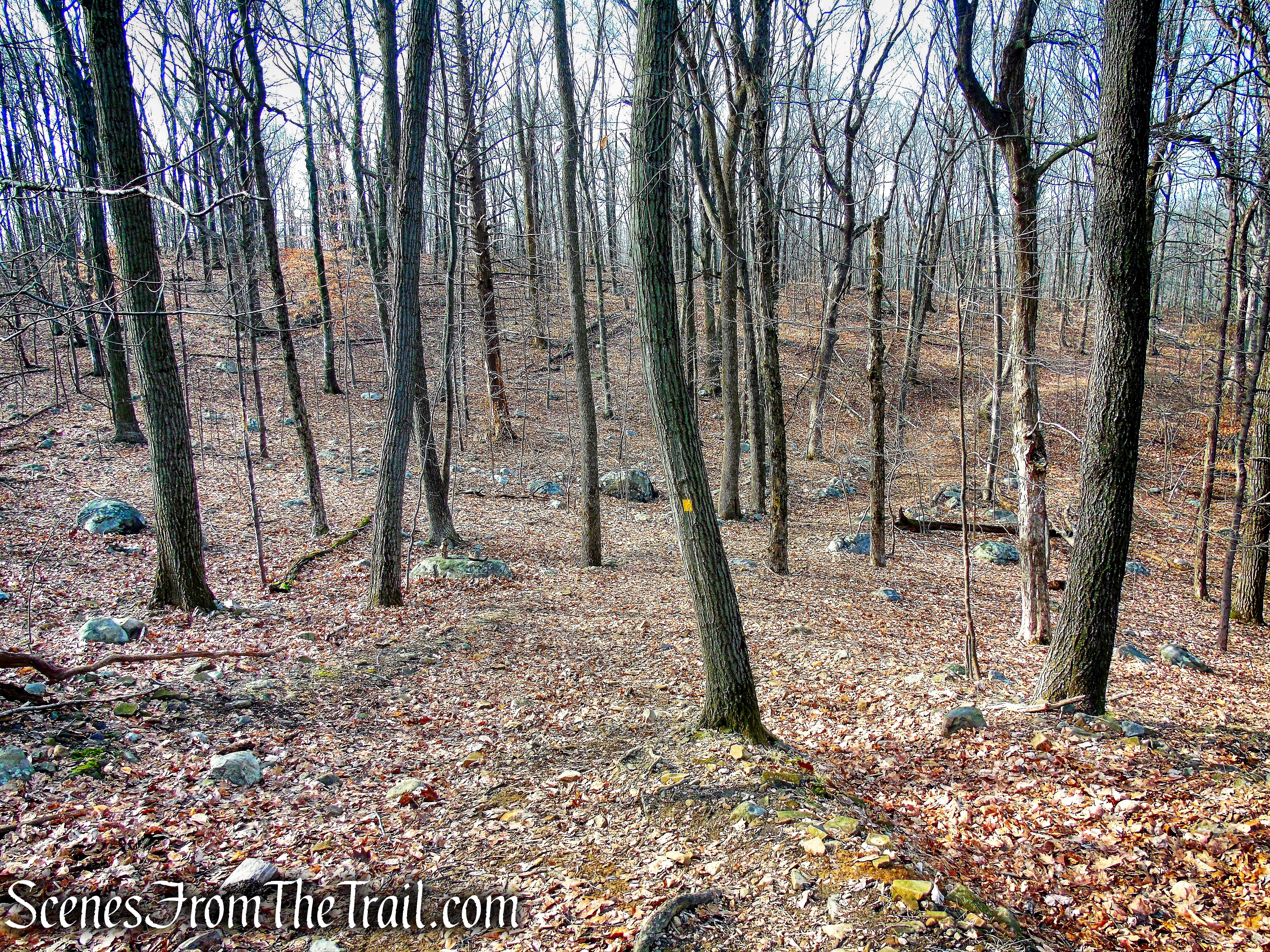 Summit Trail - High Mountain Park Preserve