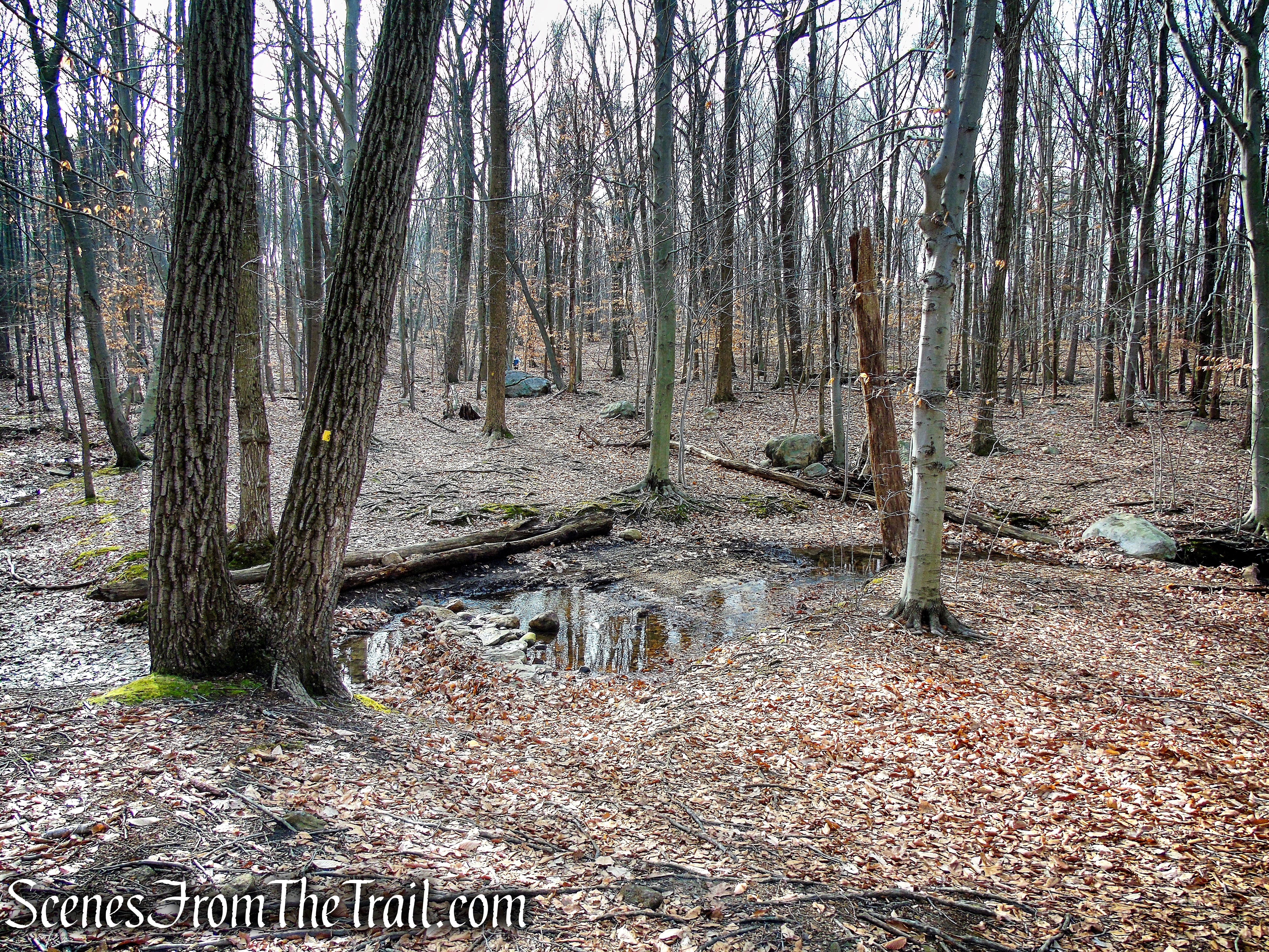 Summit Trail - High Mountain Park Preserve