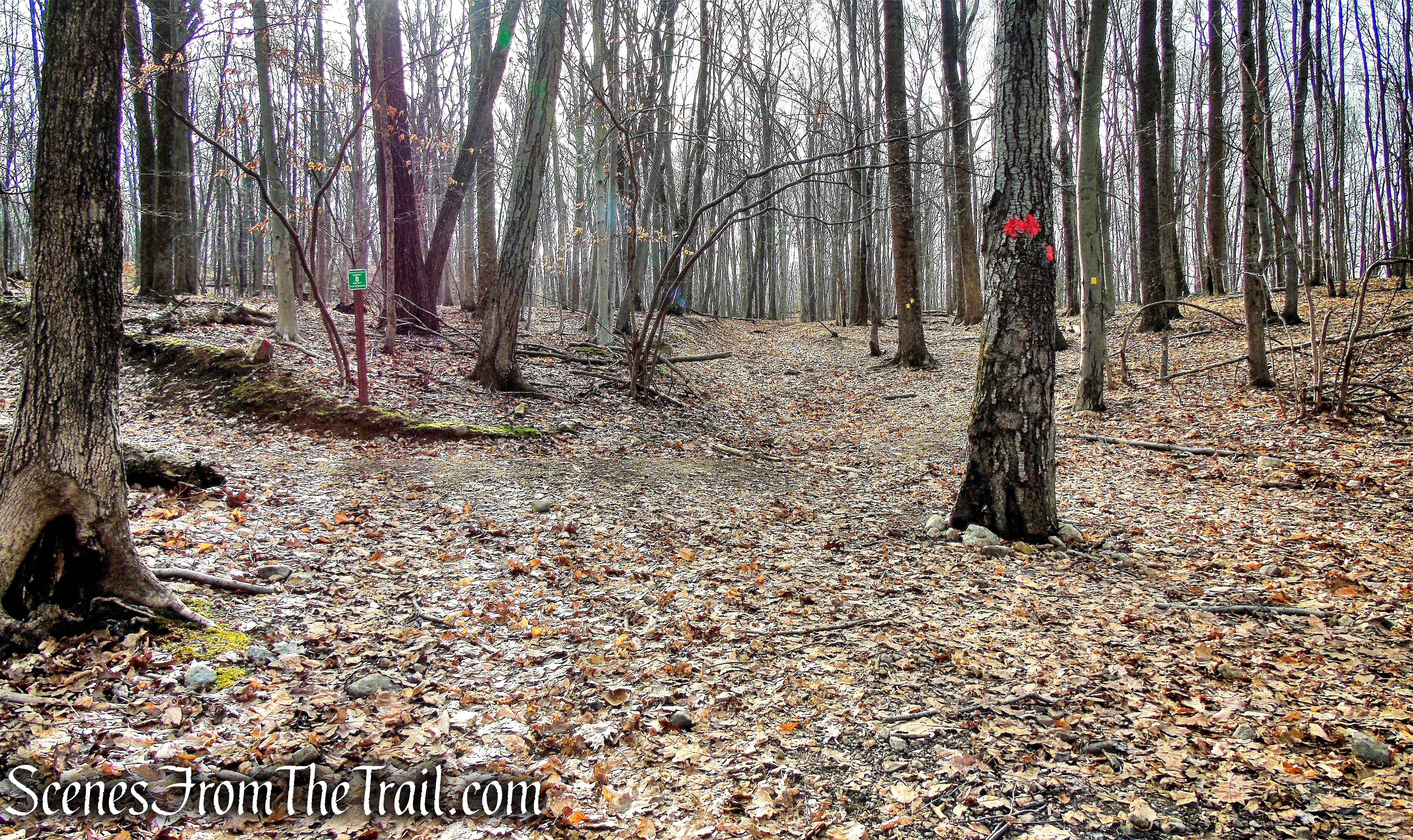 turn left on Woodland Trail
