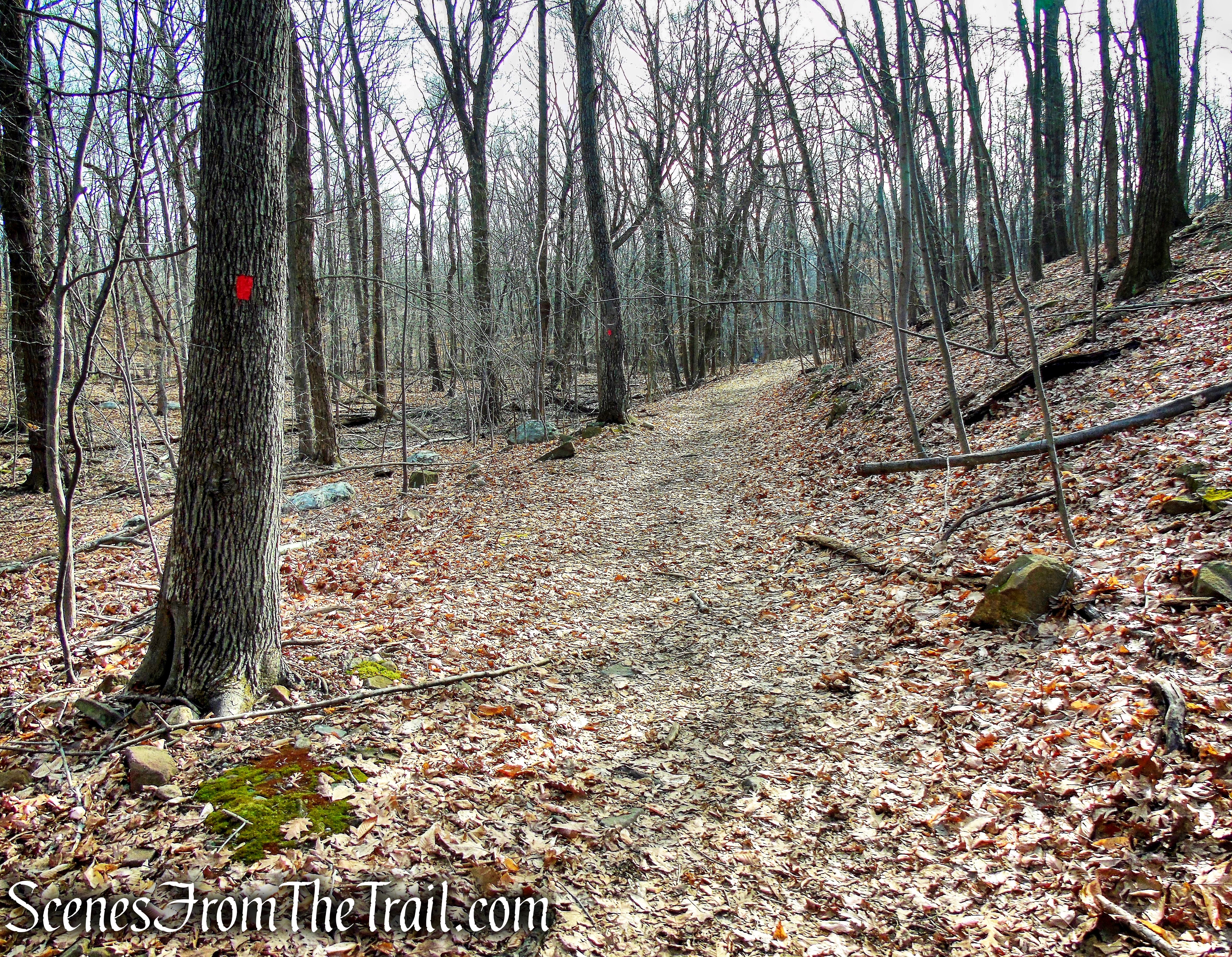 Woodland Trail - High Mountain Park Preserve
