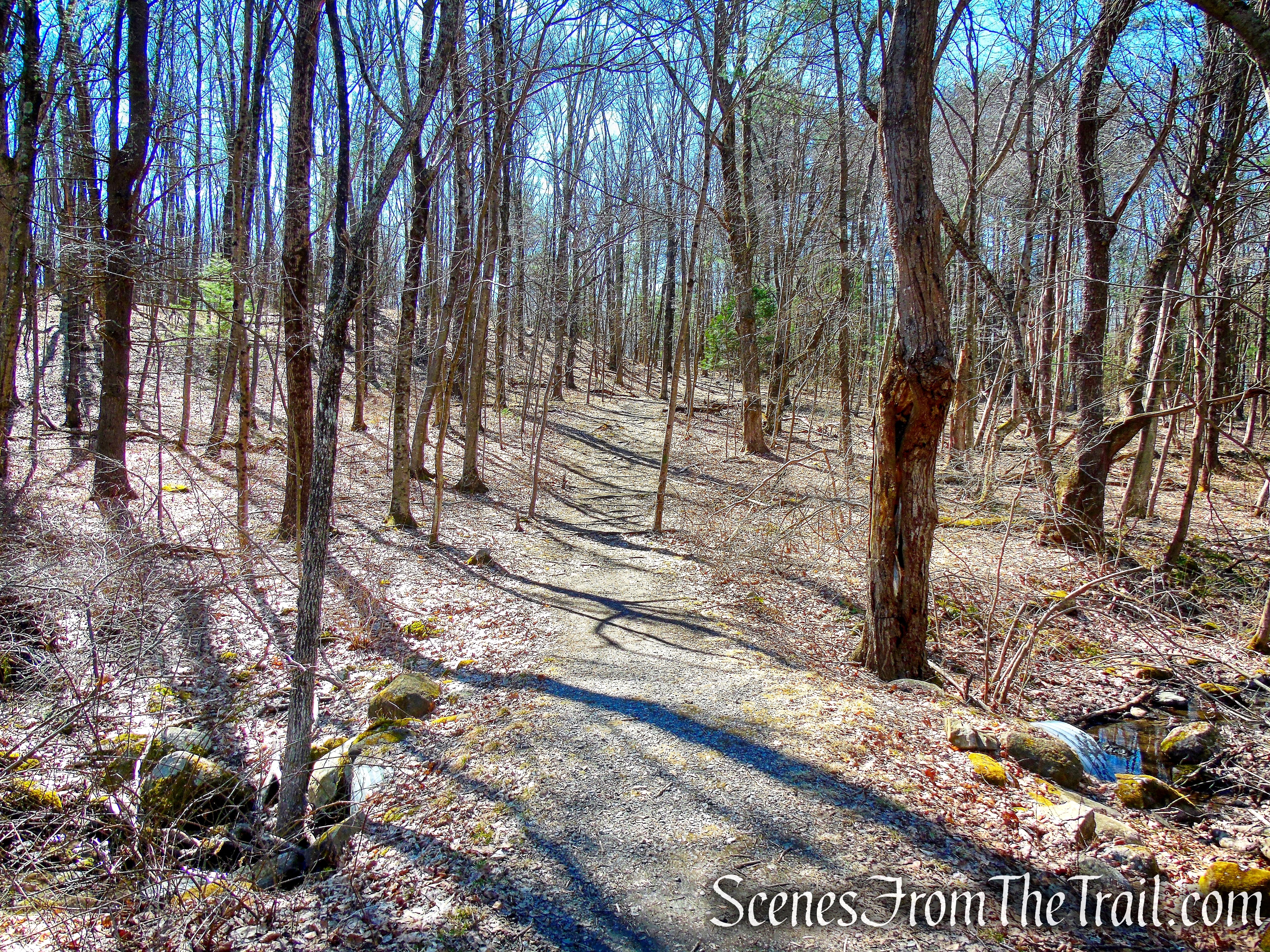 woods road - Camp Columbia State Park