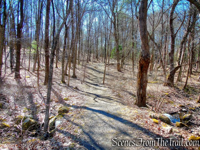 woods road - Camp Columbia State Park