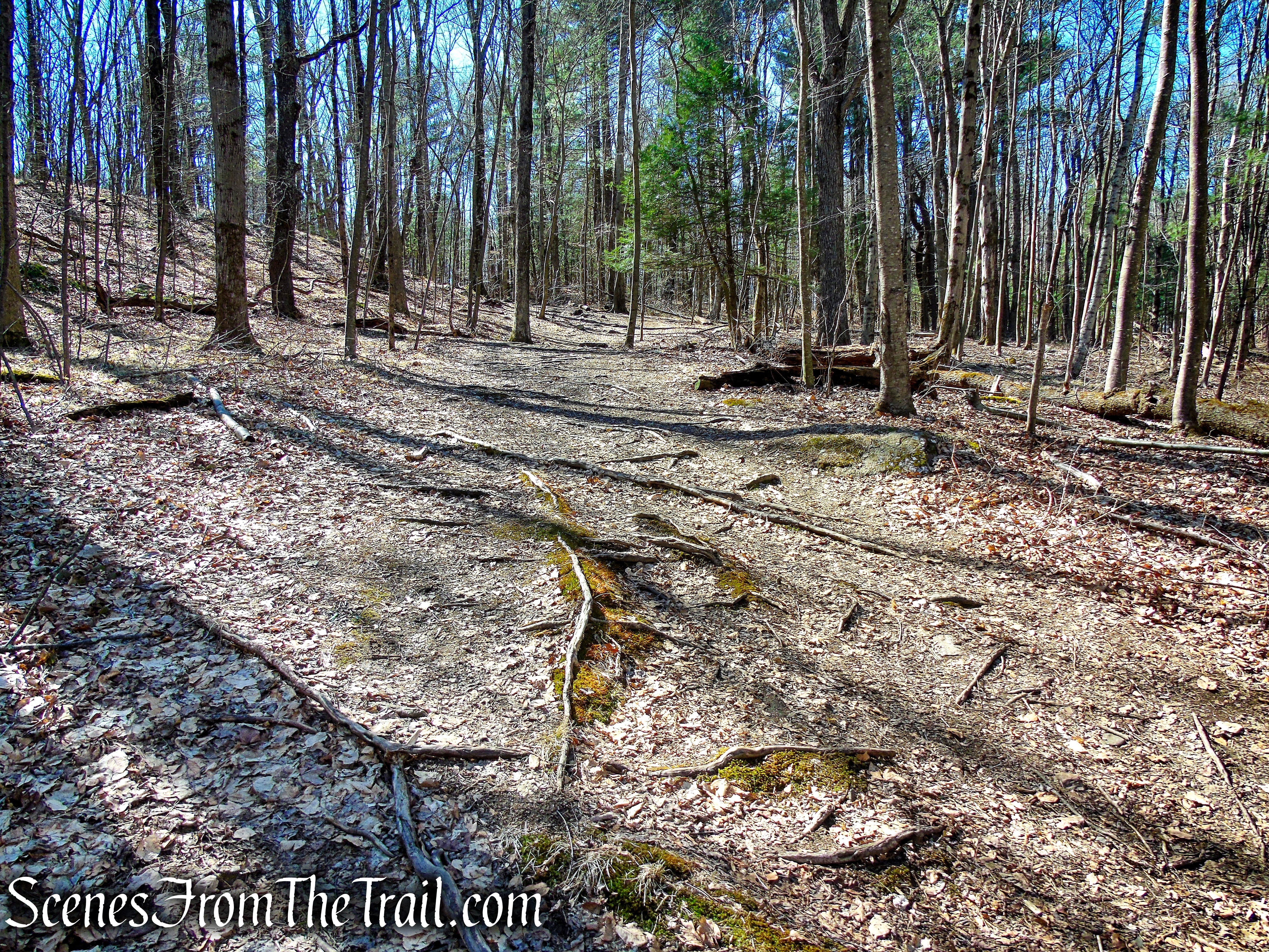 woods road - Camp Columbia State Park