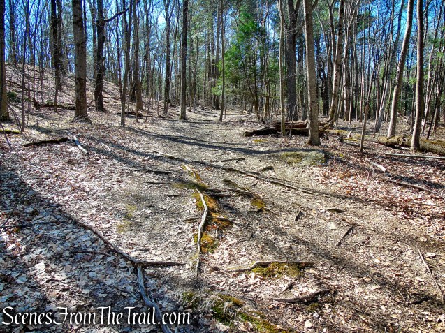 woods road - Camp Columbia State Park