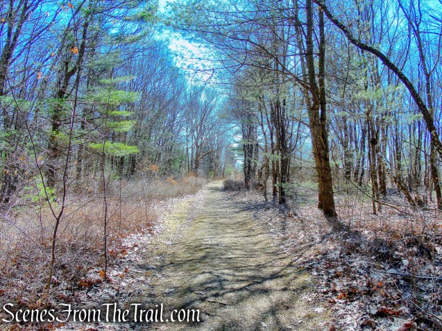 woods road - Camp Columbia State Park