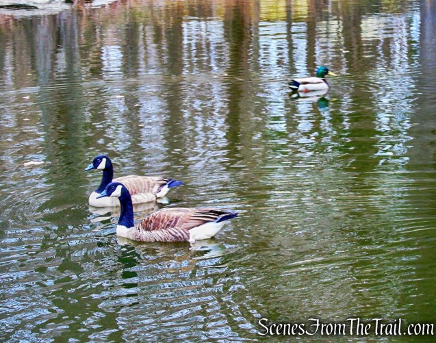Glenville Woods Park Preserve