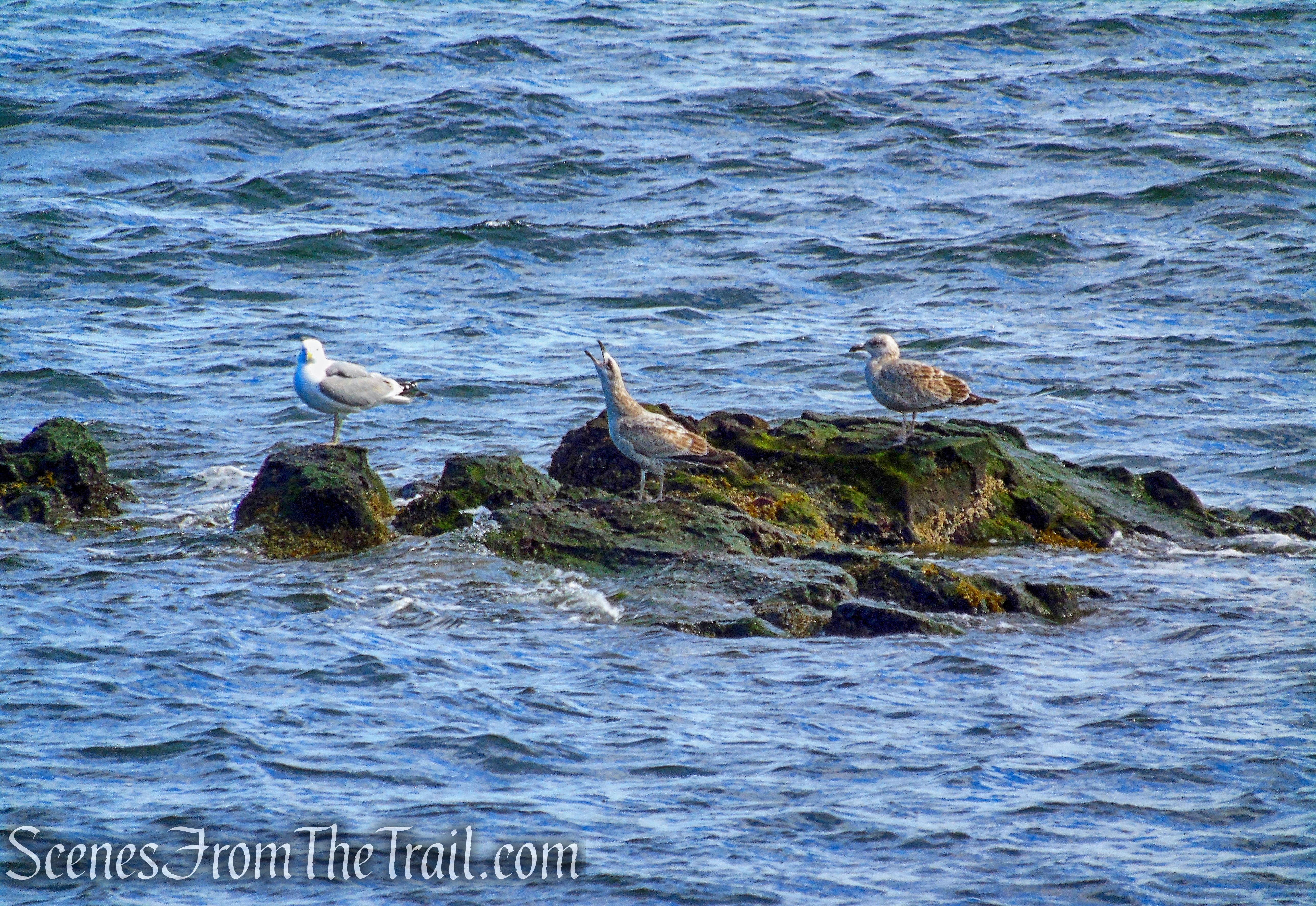 Gulls