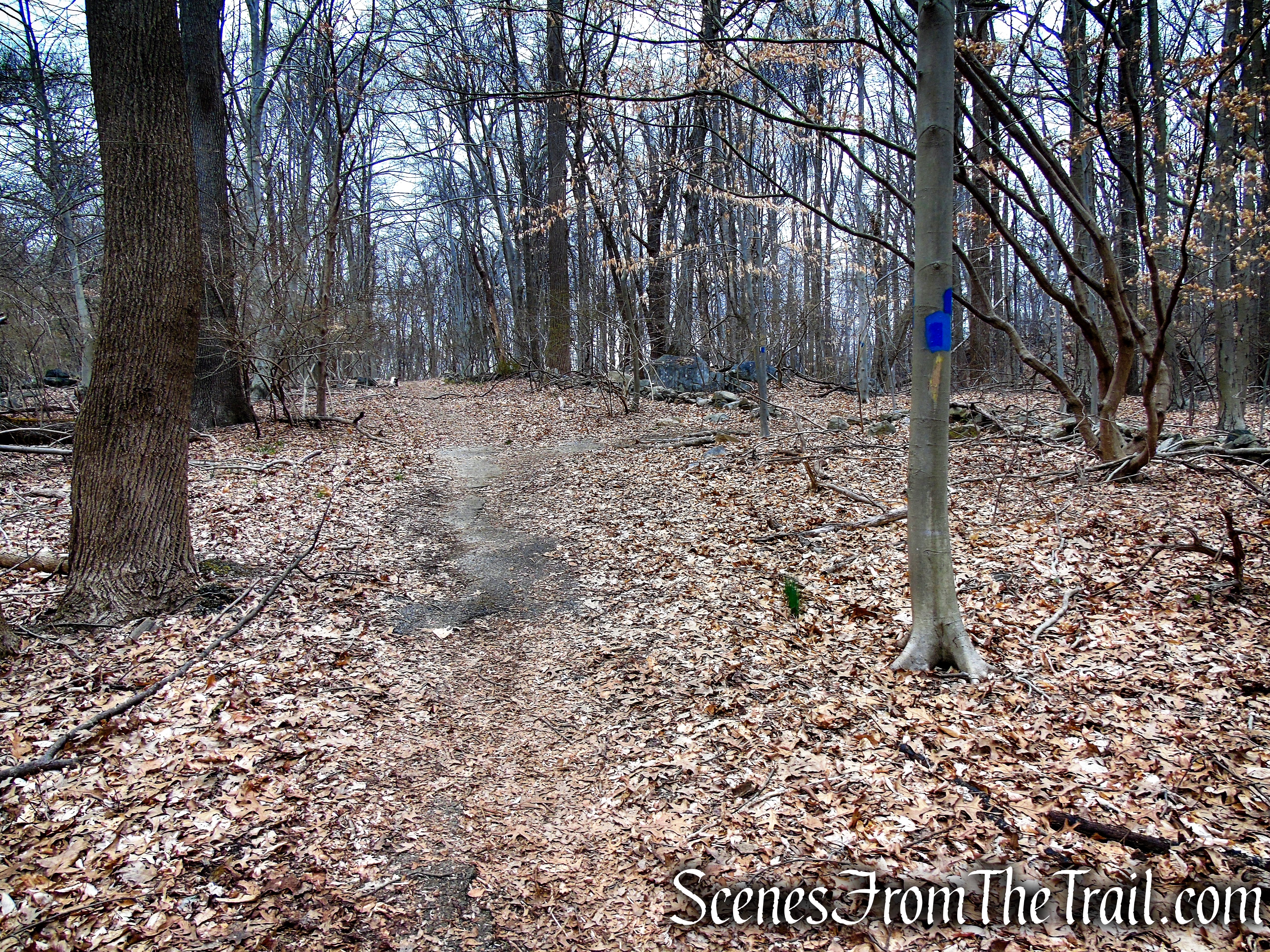 Blue Trail - Glenville Woods Park Preserve