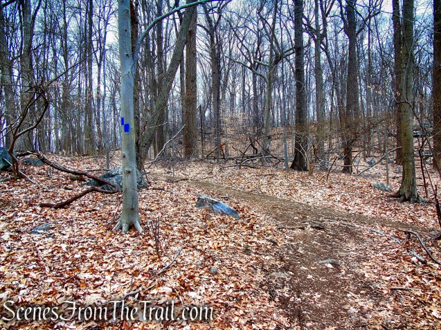 Blue Trail - Glenville Woods Park Preserve