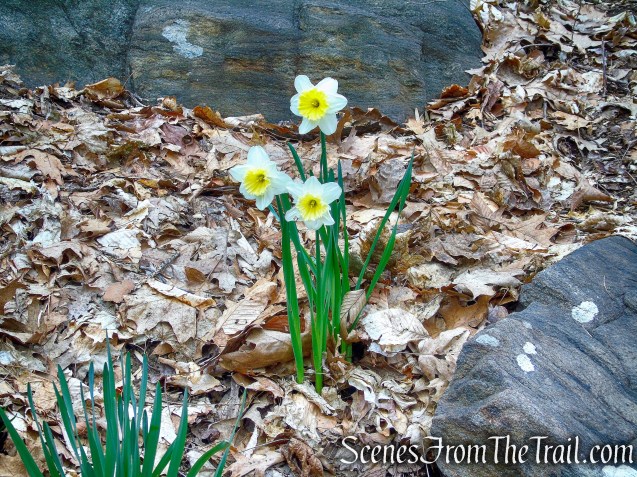 Blue Trail - Buttermilk Ridge County Park