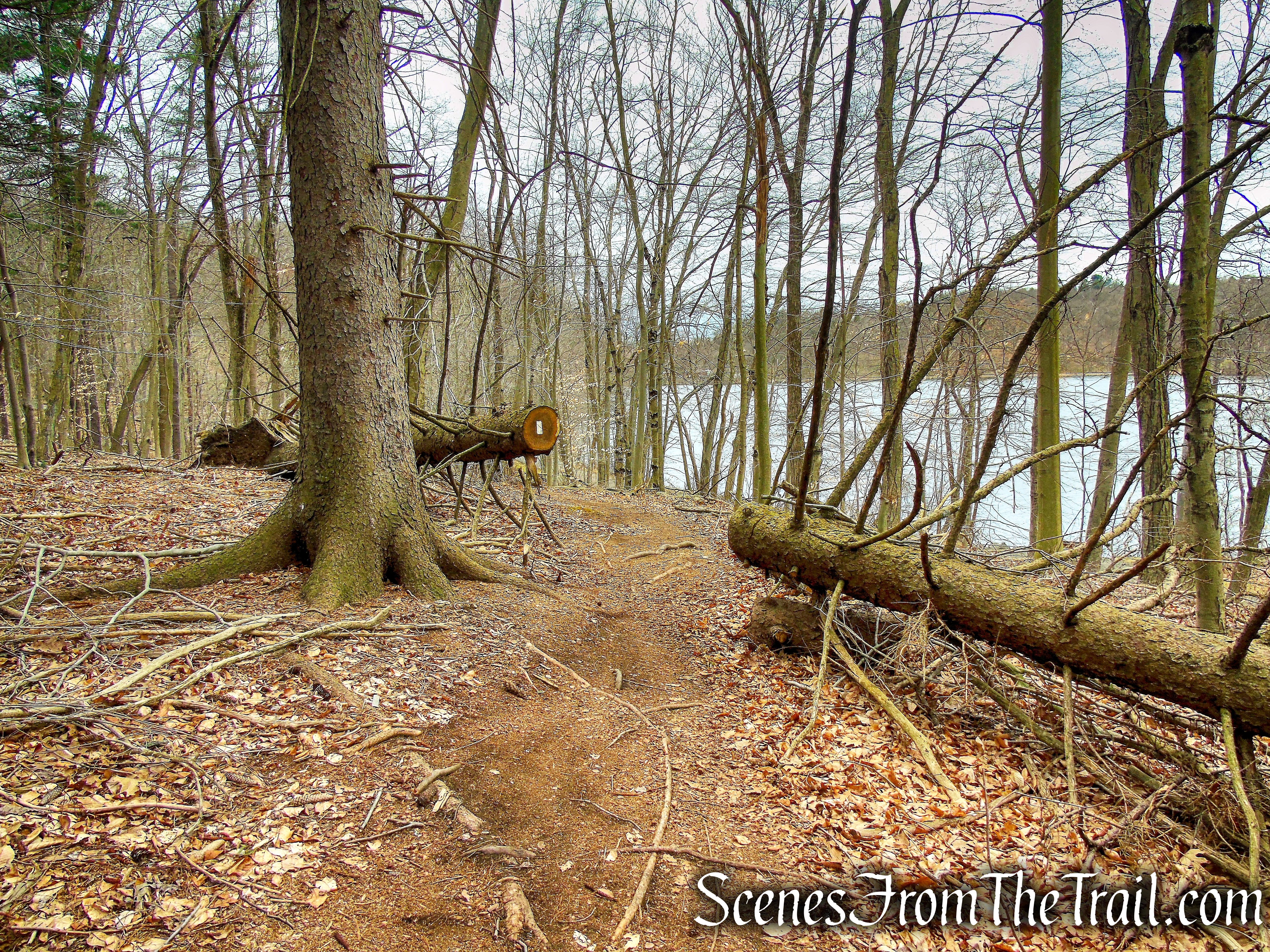 White Trail