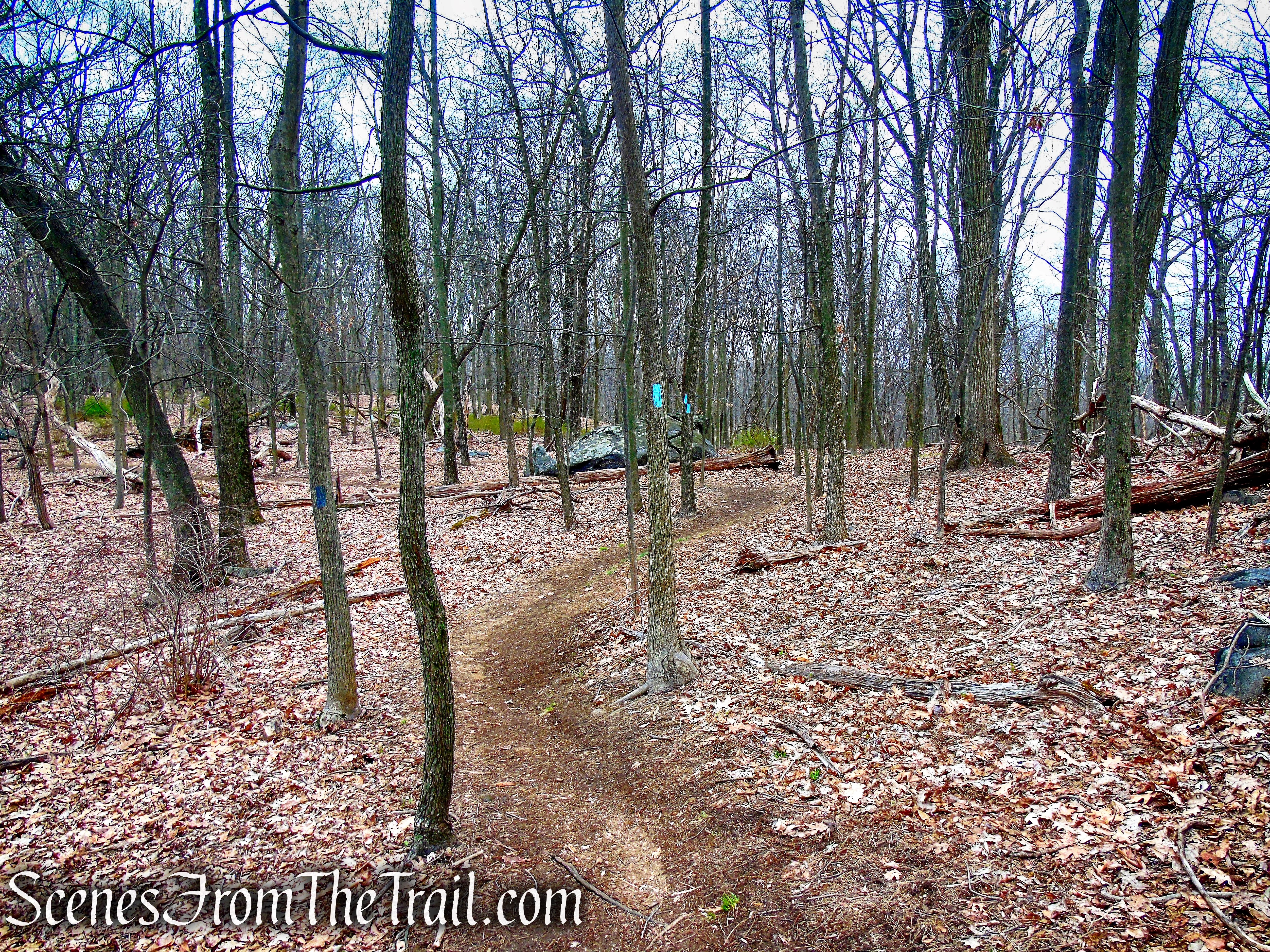 Blue Trail - Taxter Ridge Park Preserve