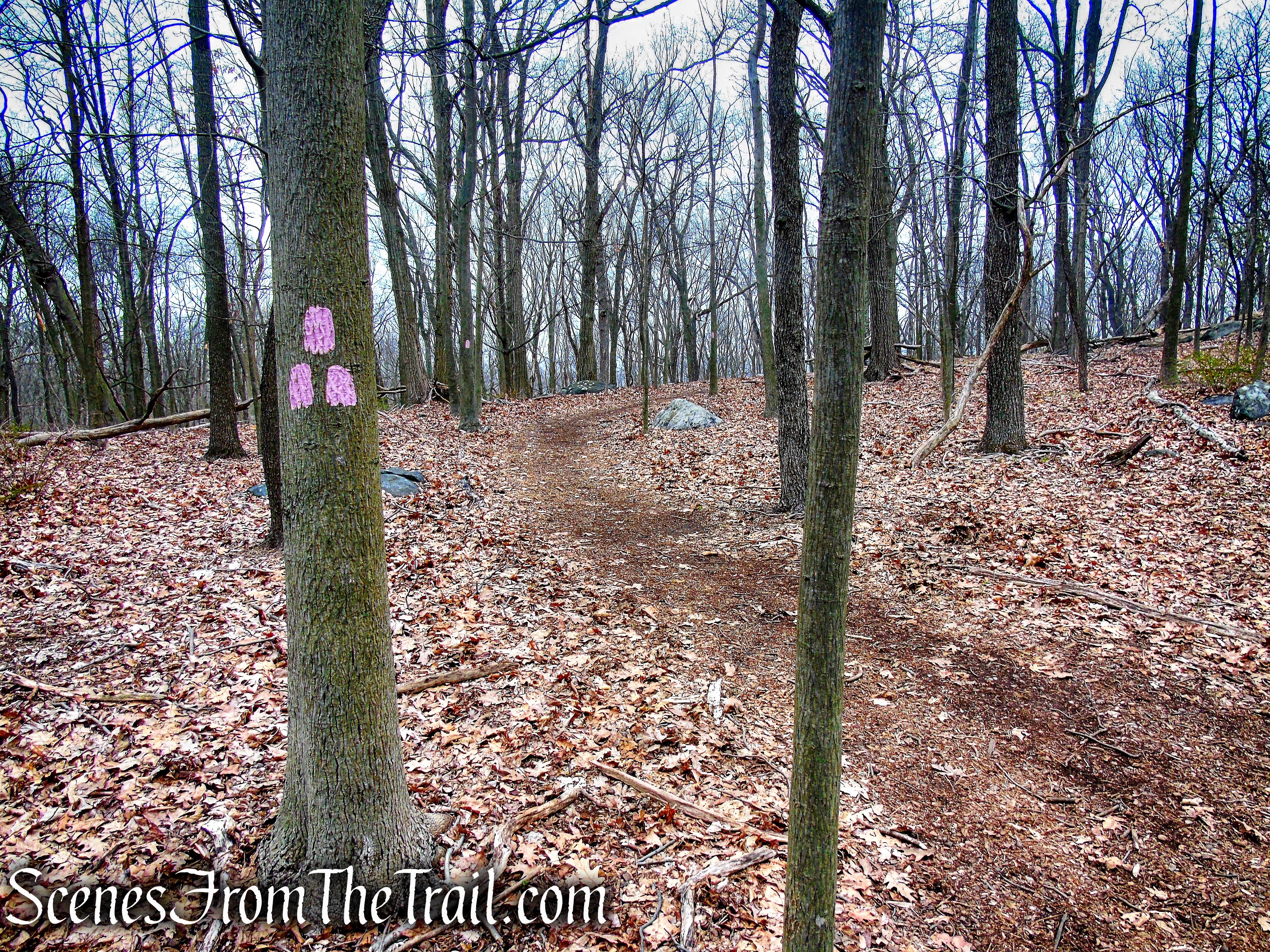 Pink Trail
