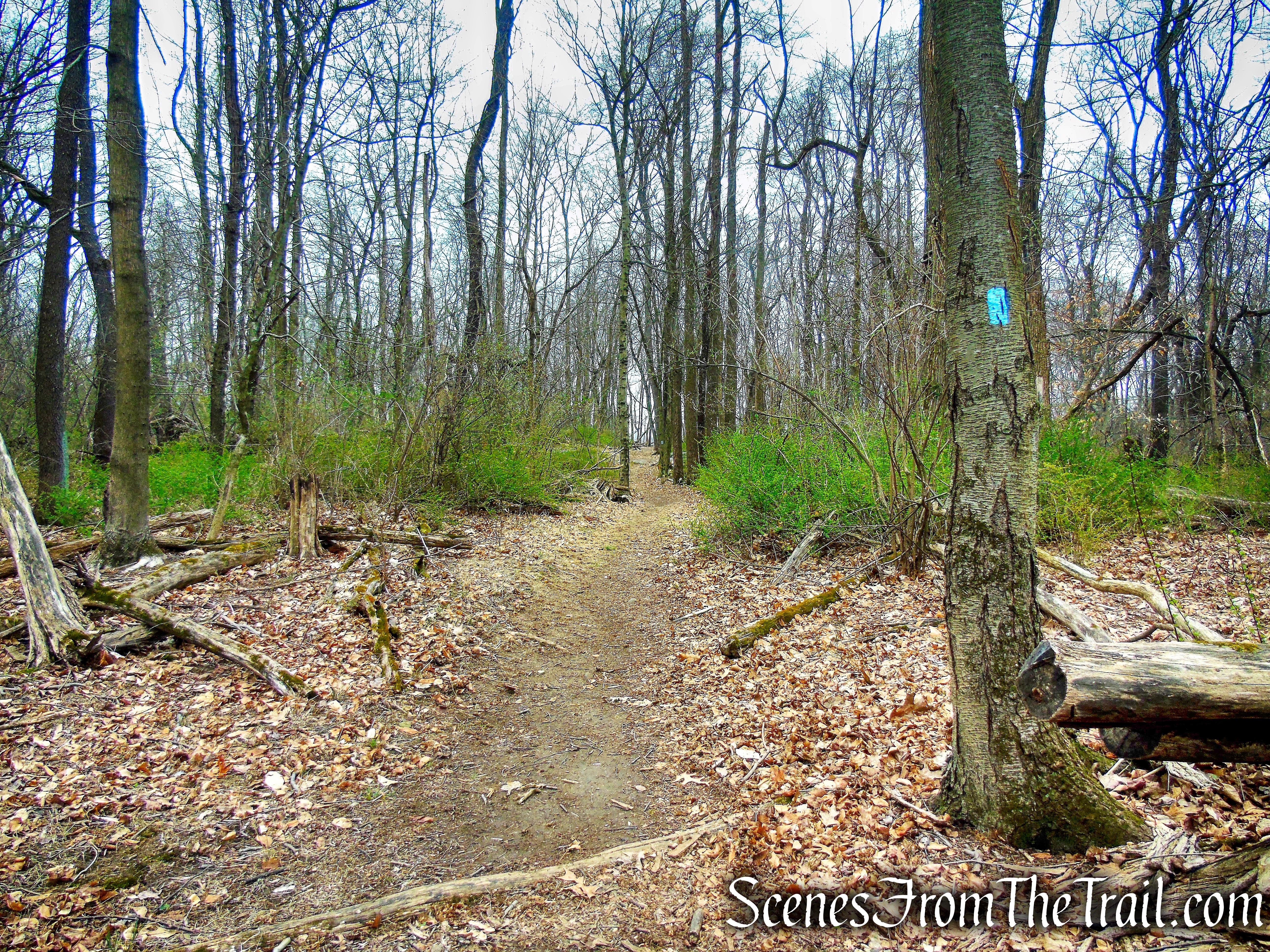 Blue Trail - Taxter Ridge Park Preserve