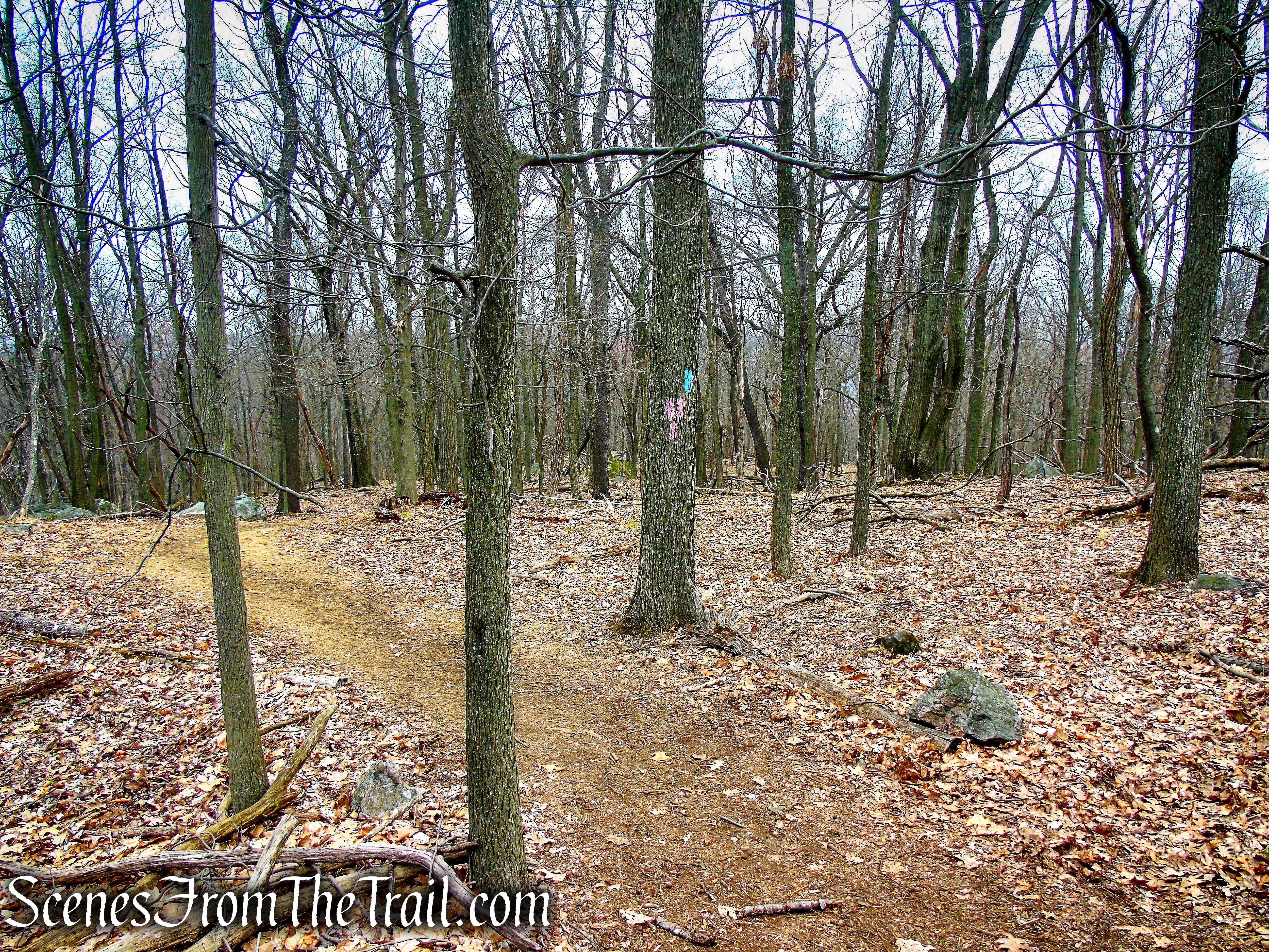 terminus of Pink Trail