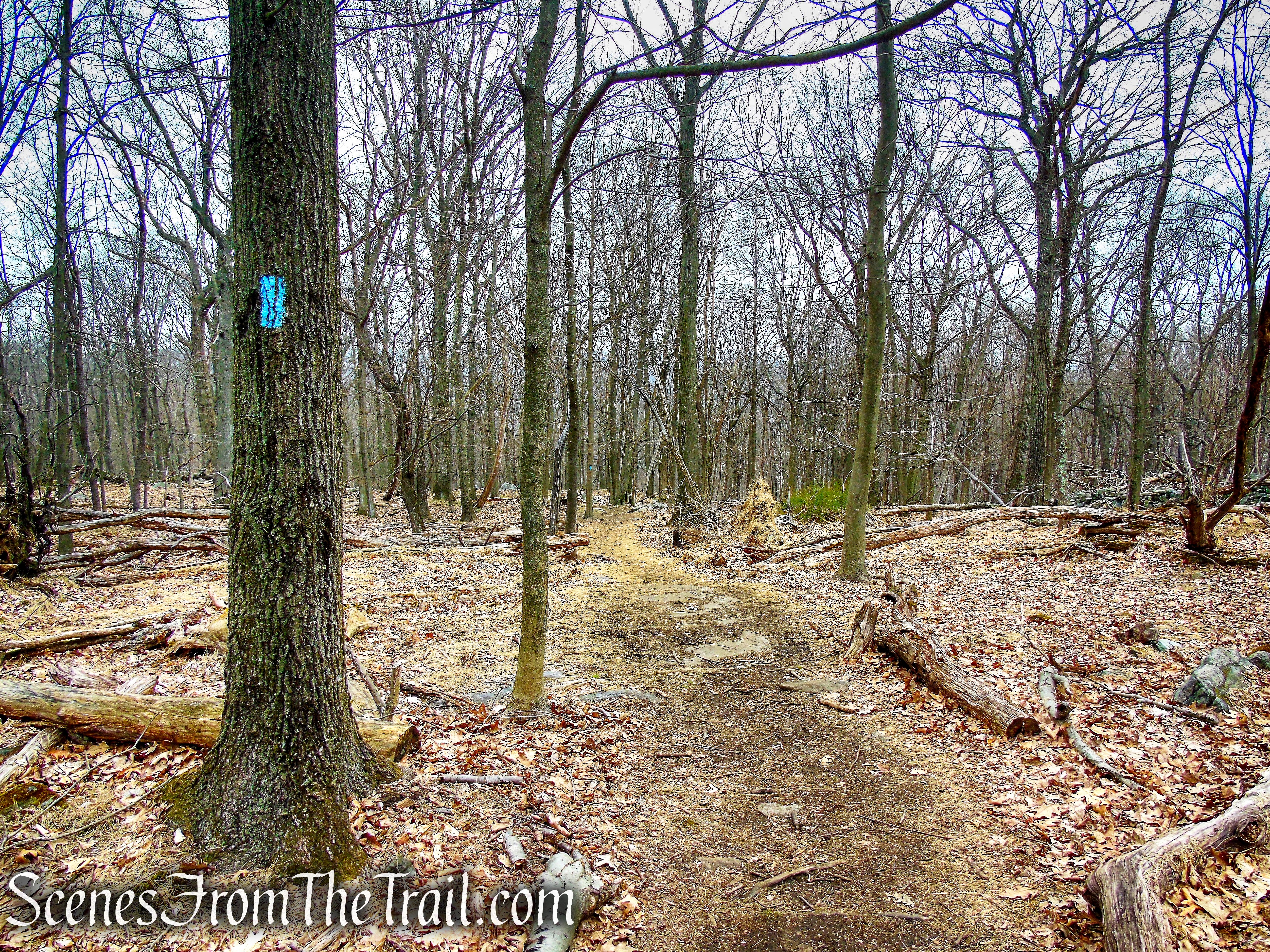 Blue Trail - Taxter Ridge Park Preserve