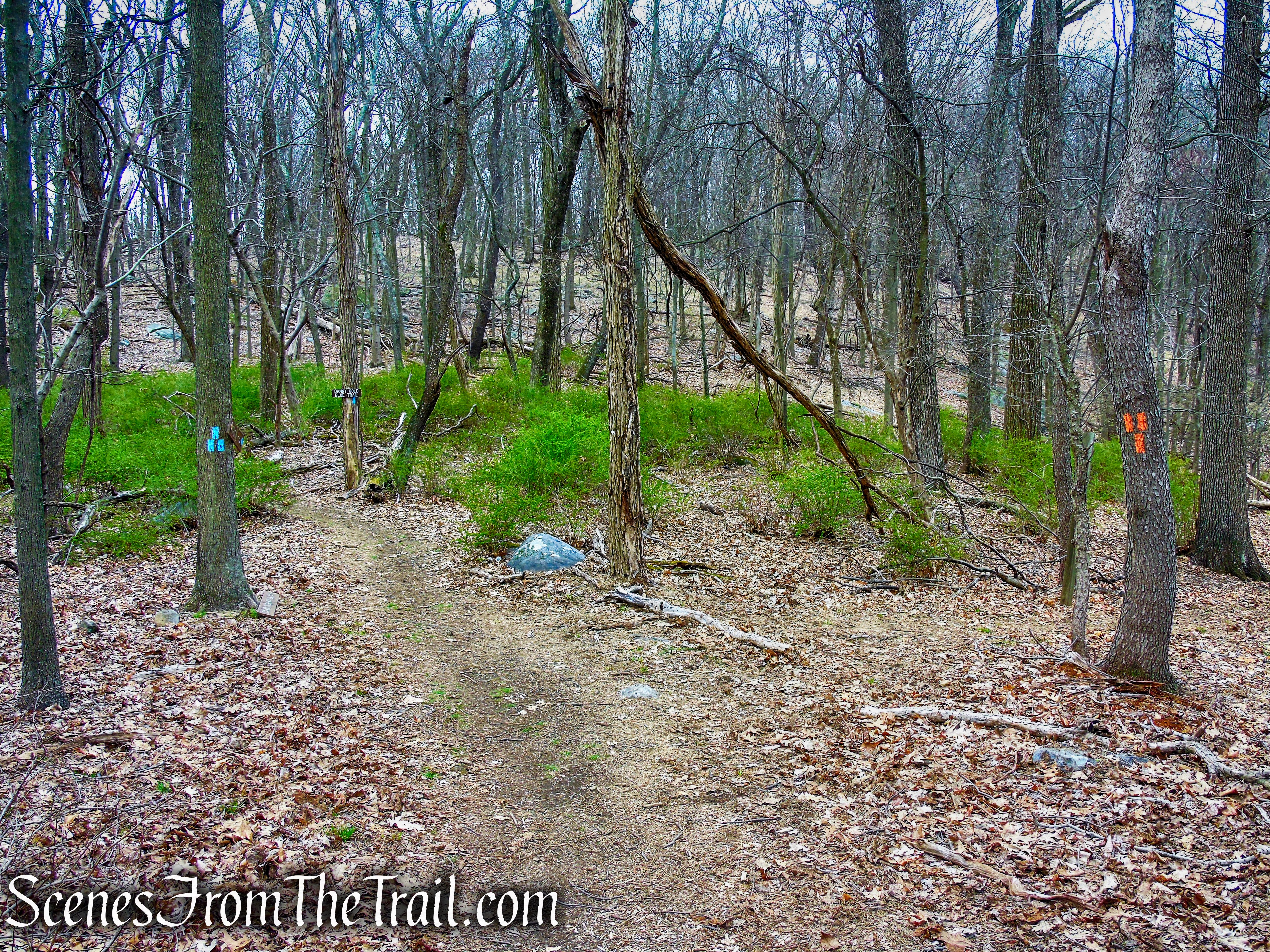terminus of Orange Trail - Taxter Ridge Park Preserve