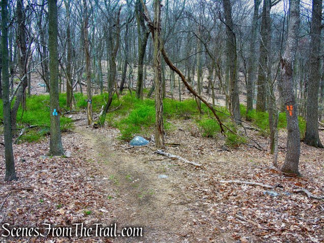 terminus of Orange Trail - Taxter Ridge Park Preserve