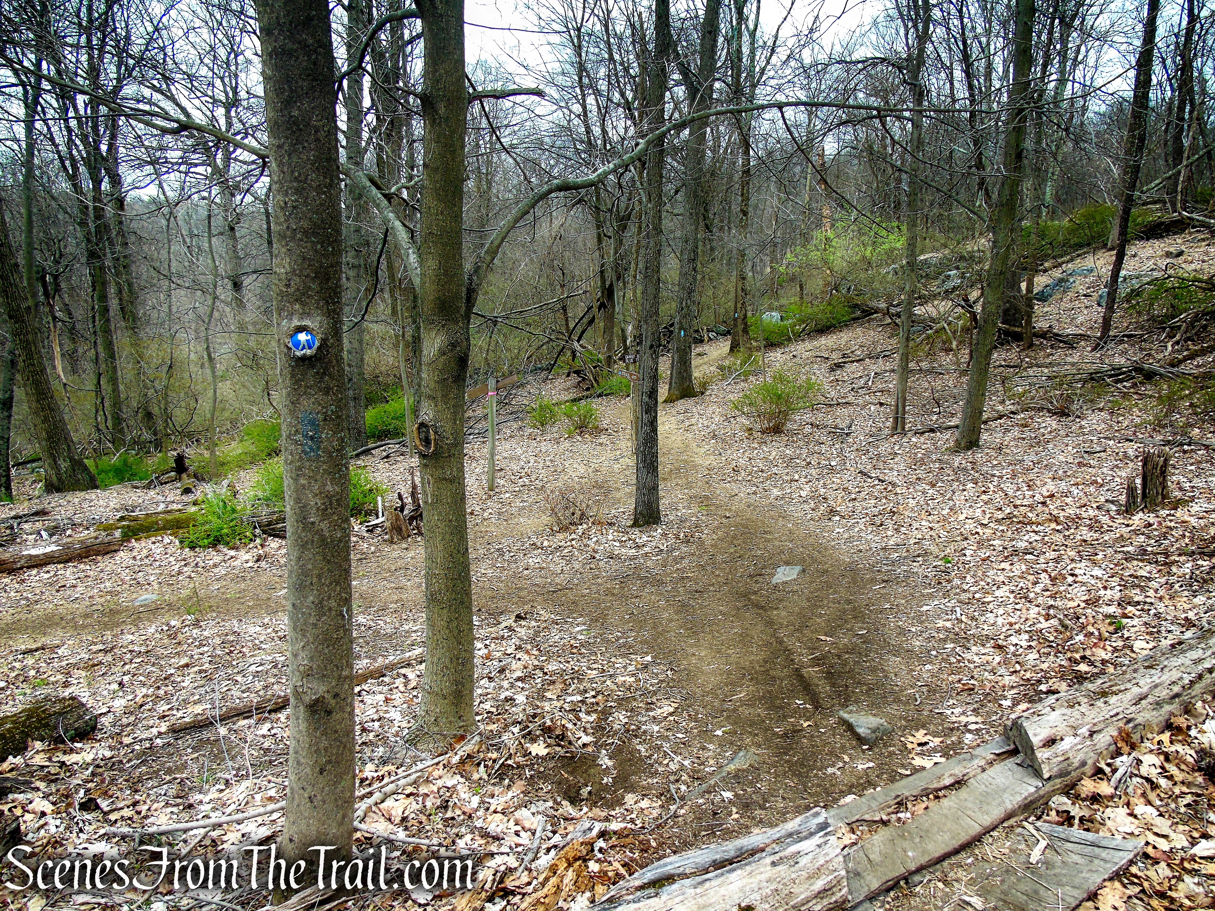 Blue Trail - Taxter Ridge Park Preserve