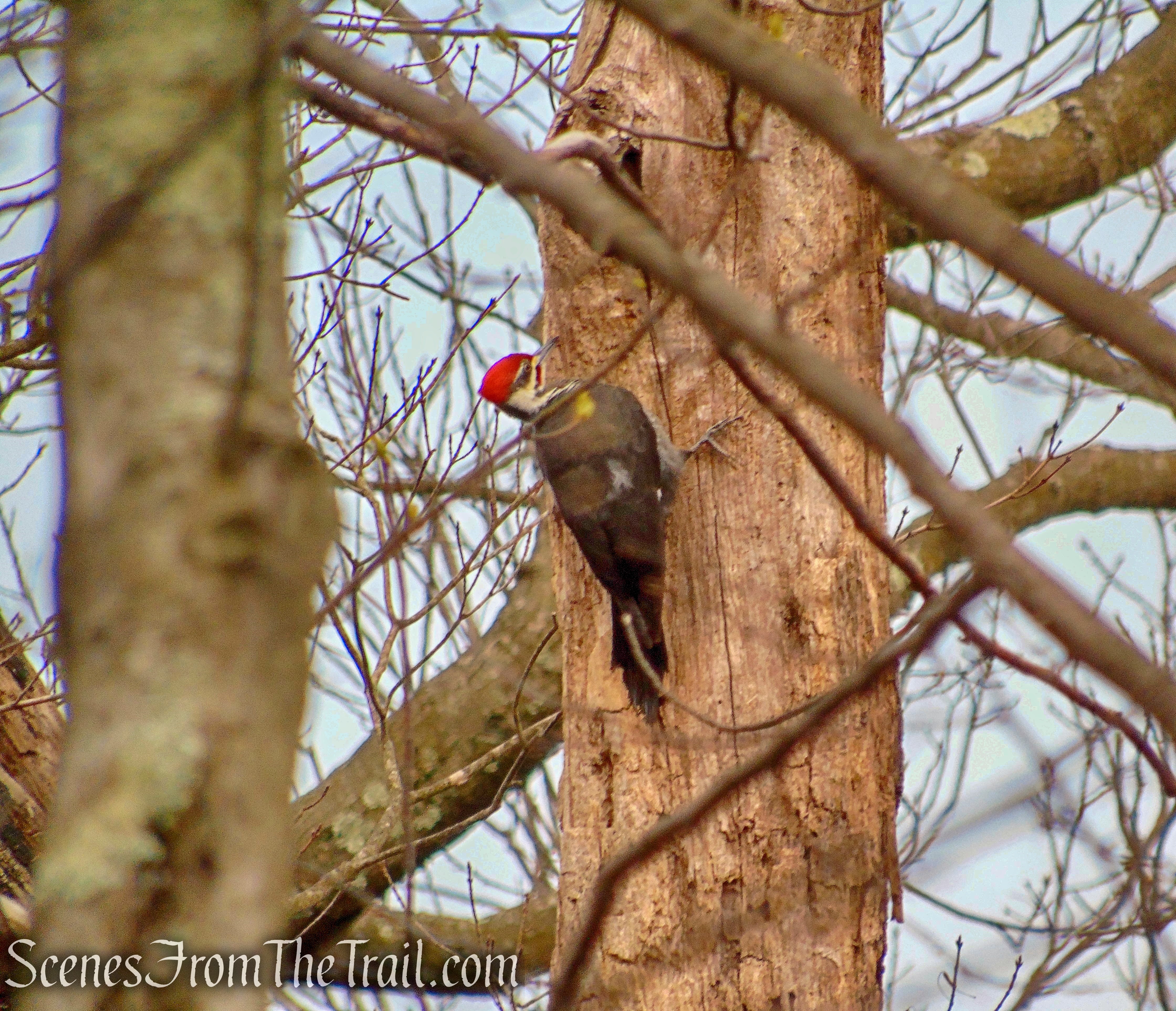 Pileated Woodpecker