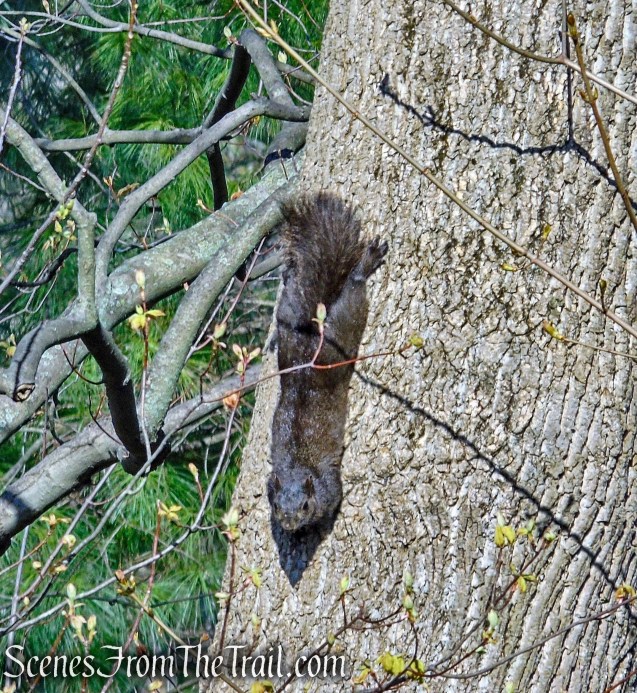 Black Squirrel - Gory Brook Road
