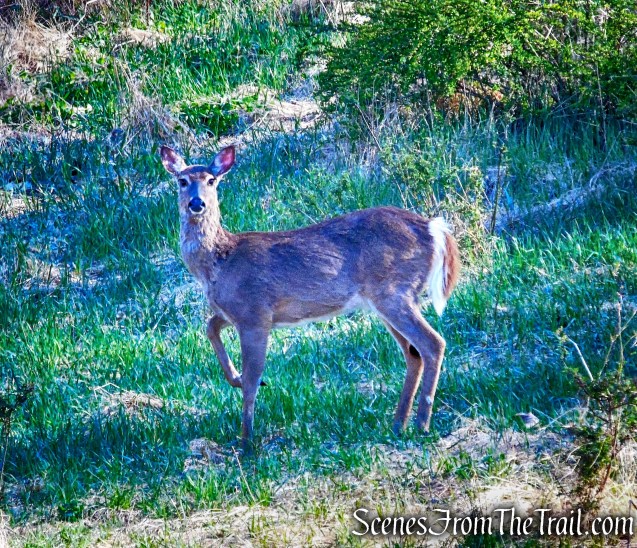 White-tailed deer - Rockefeller State Park Preserve