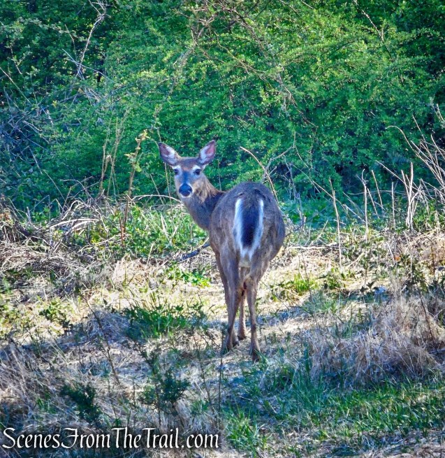 White-tailed deer - Rockefeller State Park Preserve