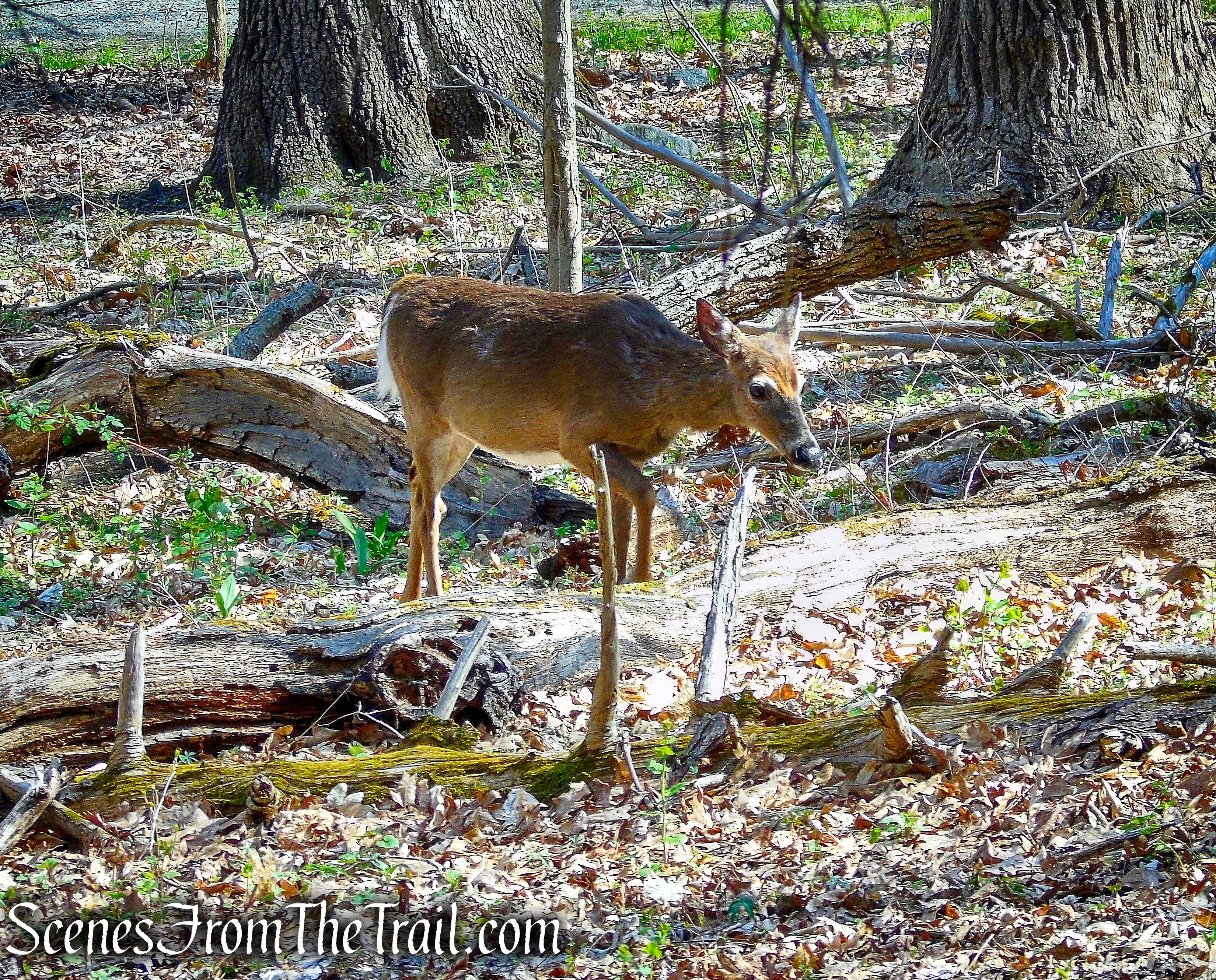 Eagle Hill Trail - Rockefeller State Park Preserve