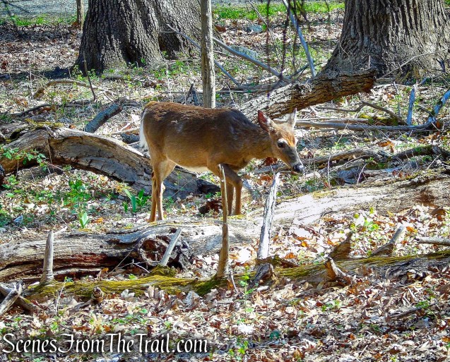 Eagle Hill Trail - Rockefeller State Park Preserve