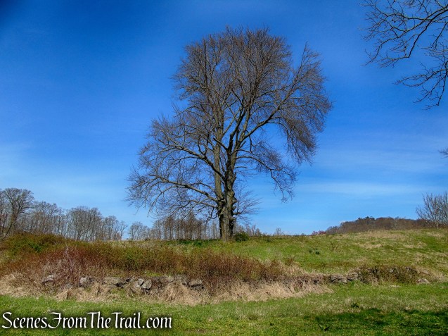 Canter Alley Trail - Rockefeller State Park Preserve